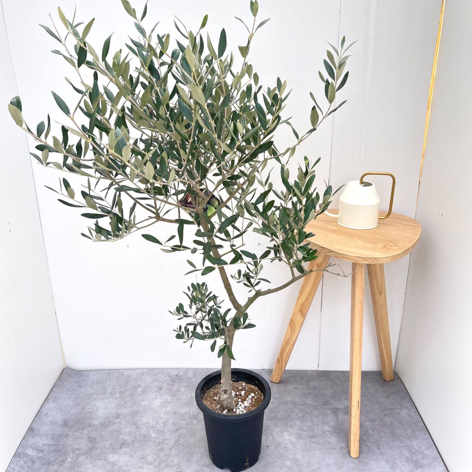苗木・植木 オリーブ ミッション 6【現品】☆A級品☆ 観葉植物 創樹 SOUJU
