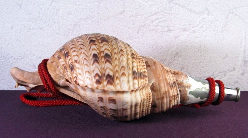 法螺貝 ホラガイ 大型 幅：40cm 和楽器 極美品 山伏道具/26c004 - メルカリ