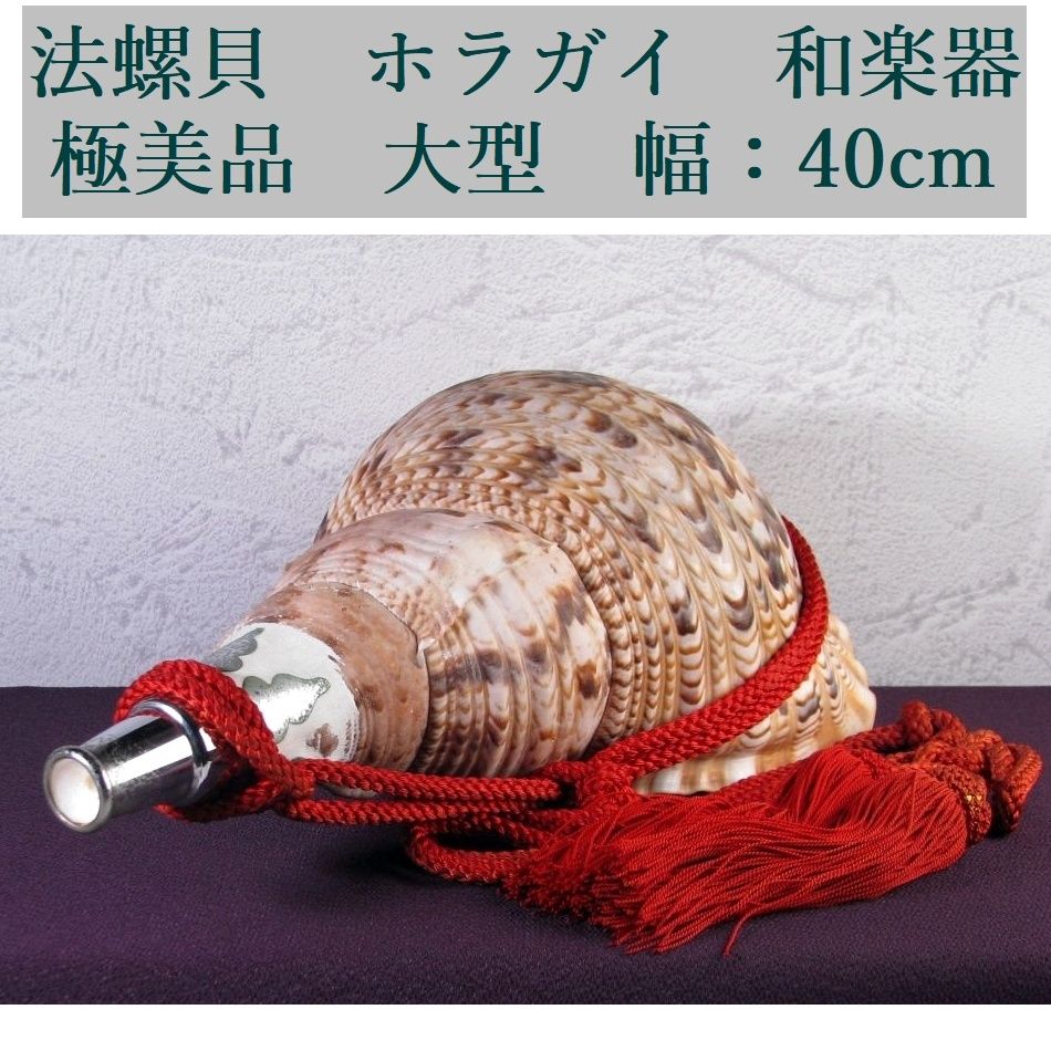 法螺貝 ホラガイ 大型 幅：40cm 和楽器 極美品 山伏道具/26c004 - メルカリ