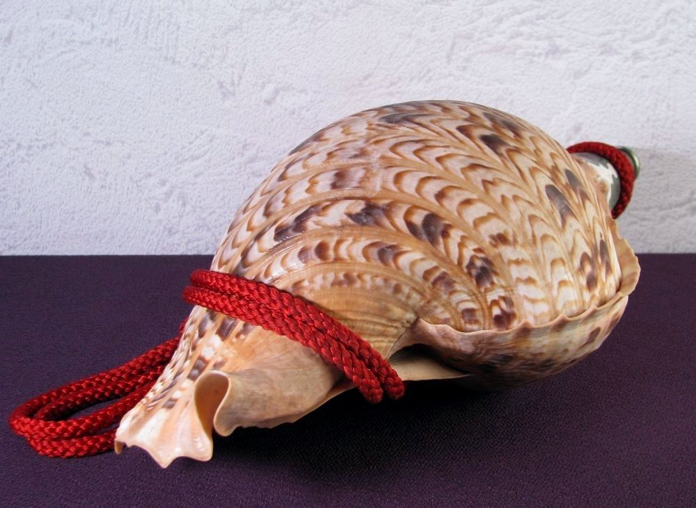 法螺貝 ホラガイ 大型 幅：40cm 和楽器 極美品 山伏道具/26c004 - メルカリ