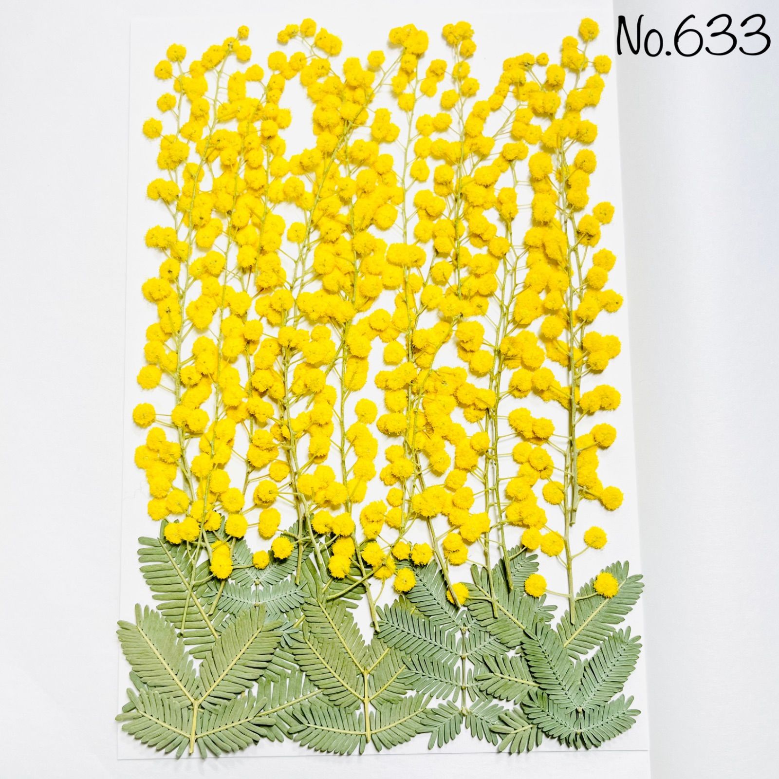 No.633♡押し花 ミモザ 銀葉アカシア 素材 花材 2026年 【クーポンで10