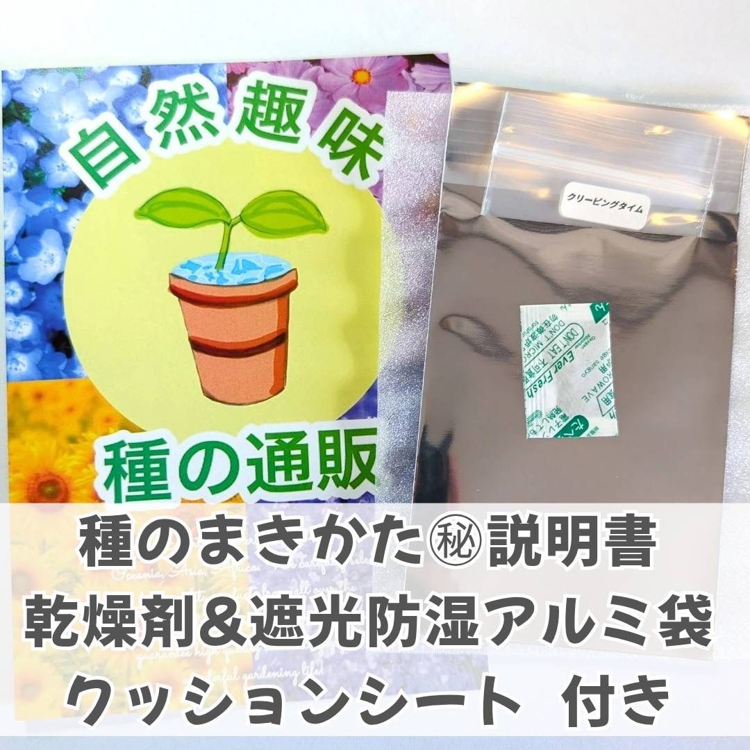 お花の種】シレネ・ブルガリス☆シラタマソウ ハーブの種子 約50粒