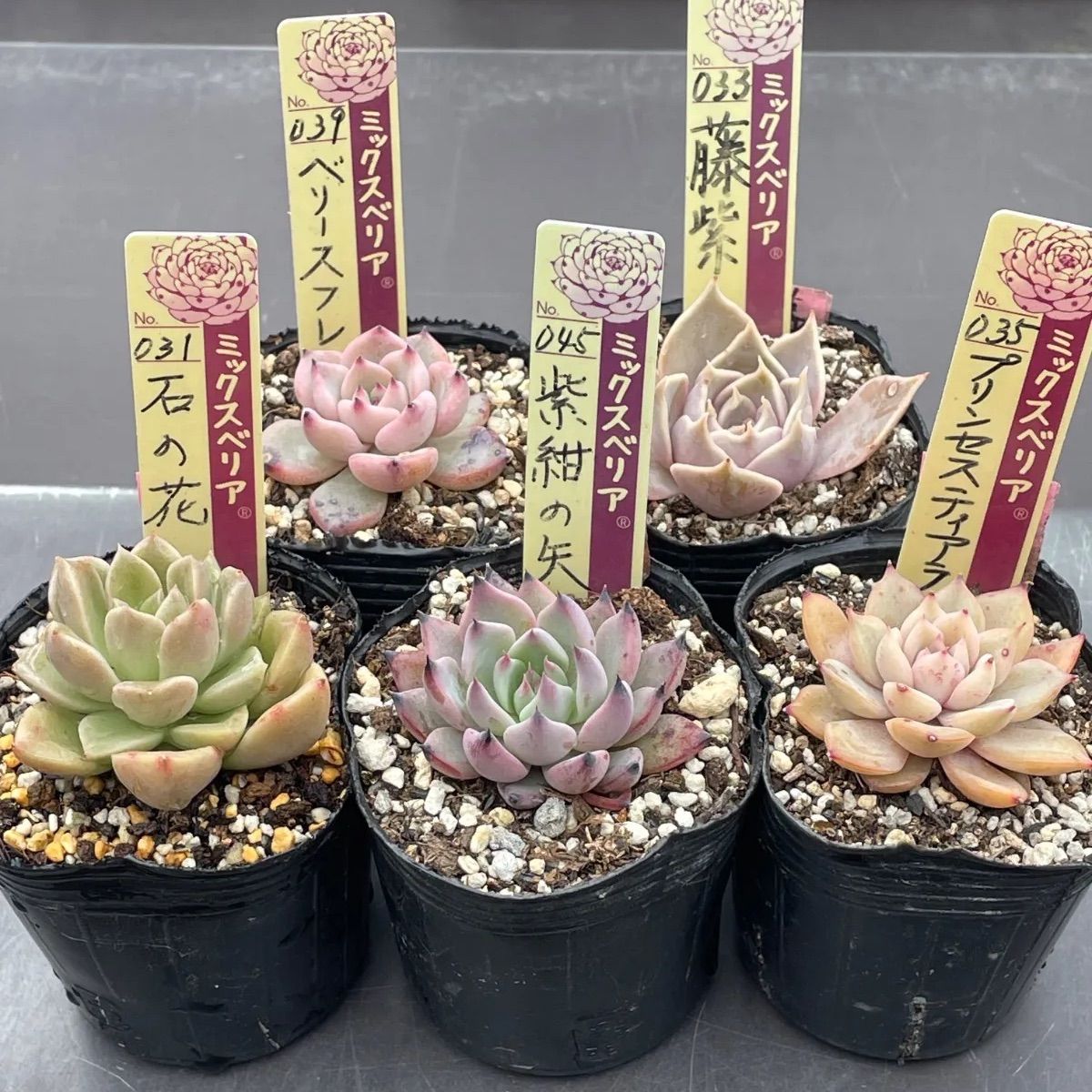 多肉植物ミックスベリア♡石の花、ベリースフレ、藤紫、プリンセス