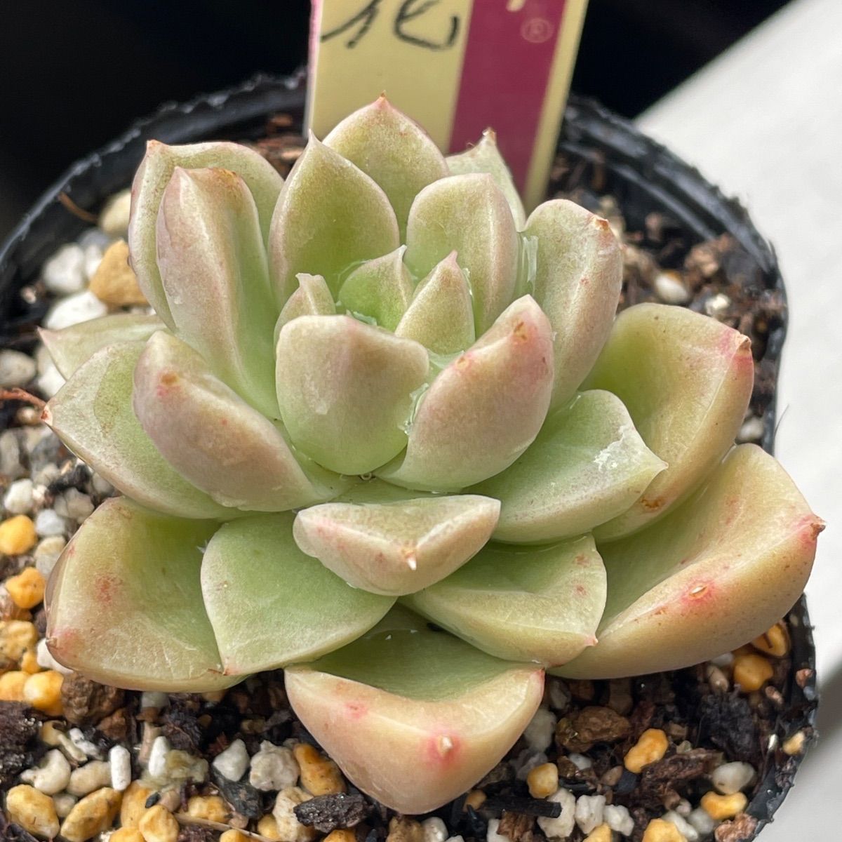 多肉植物ミックスベリア♡石の花、ベリースフレ、藤紫、プリンセス