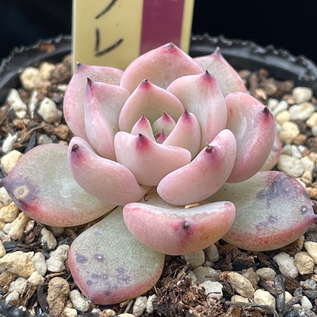 多肉植物ミックスベリア♡石の花、ベリースフレ、藤紫、プリンセス