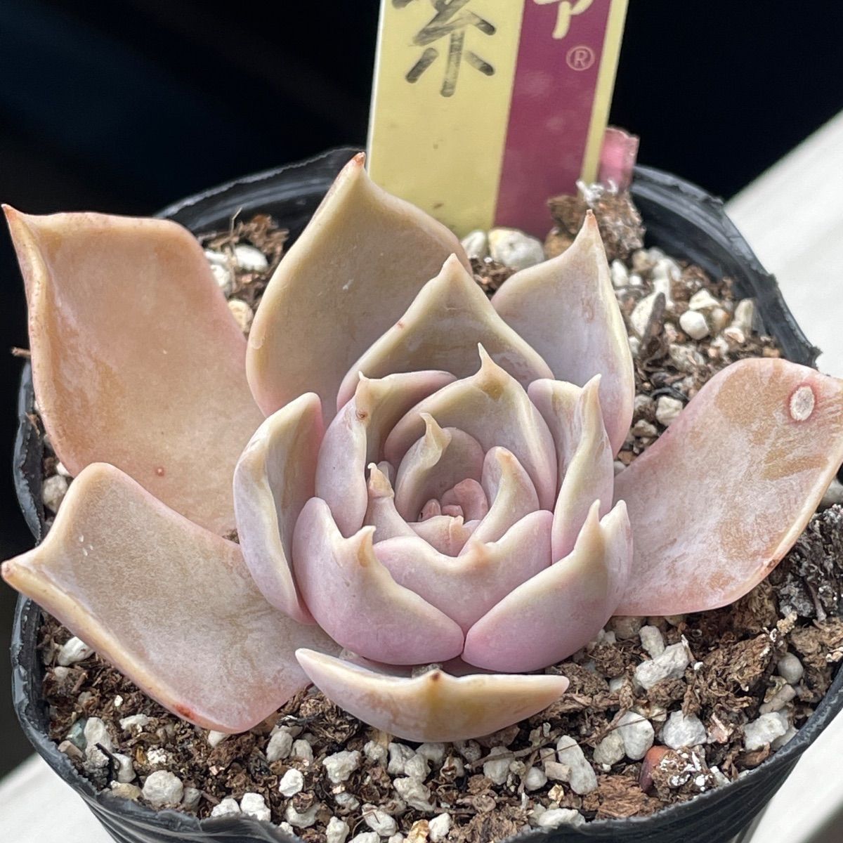 多肉植物ミックスベリア♡石の花、ベリースフレ、藤紫、プリンセス