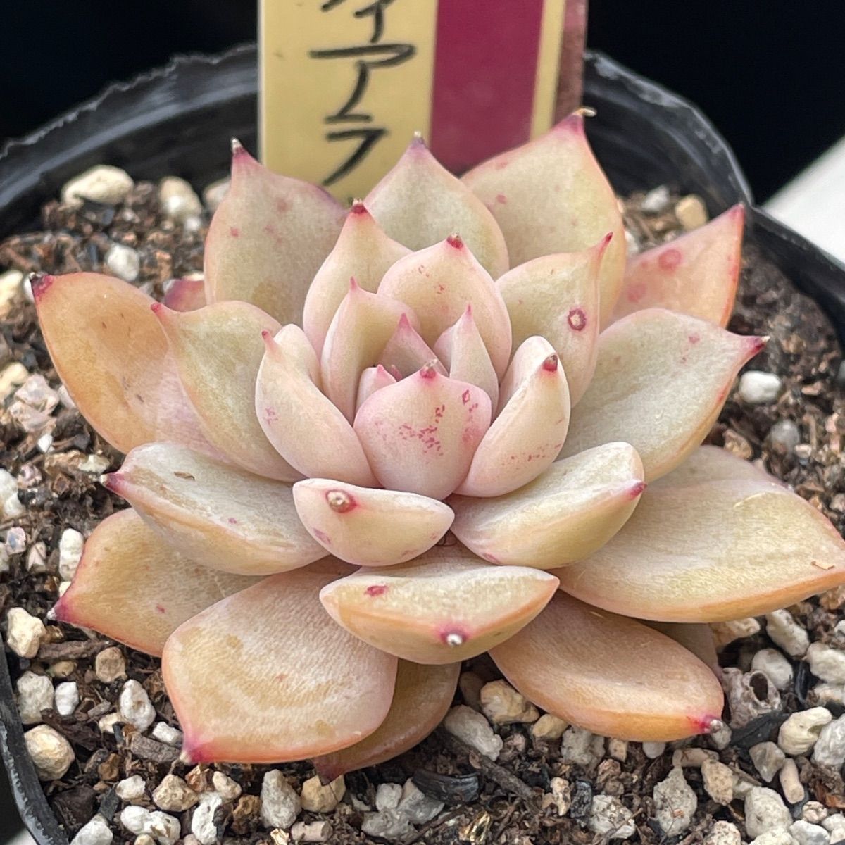 多肉植物ミックスベリア♡石の花、ベリースフレ、藤紫、プリンセス