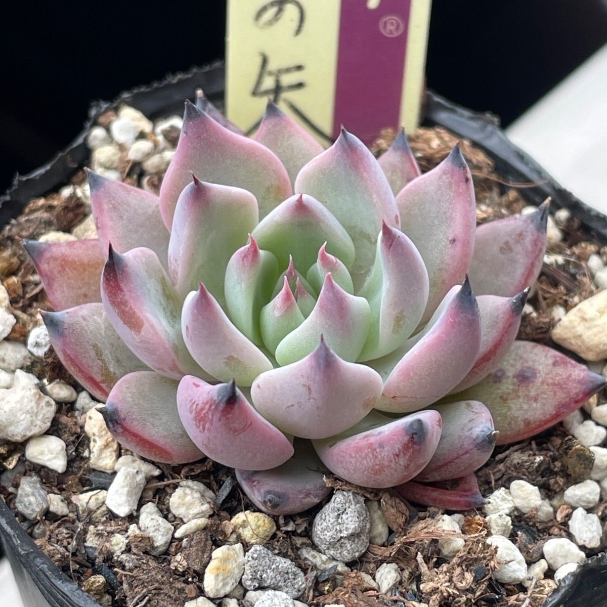 多肉植物ミックスベリア♡石の花、ベリースフレ、藤紫、プリンセス