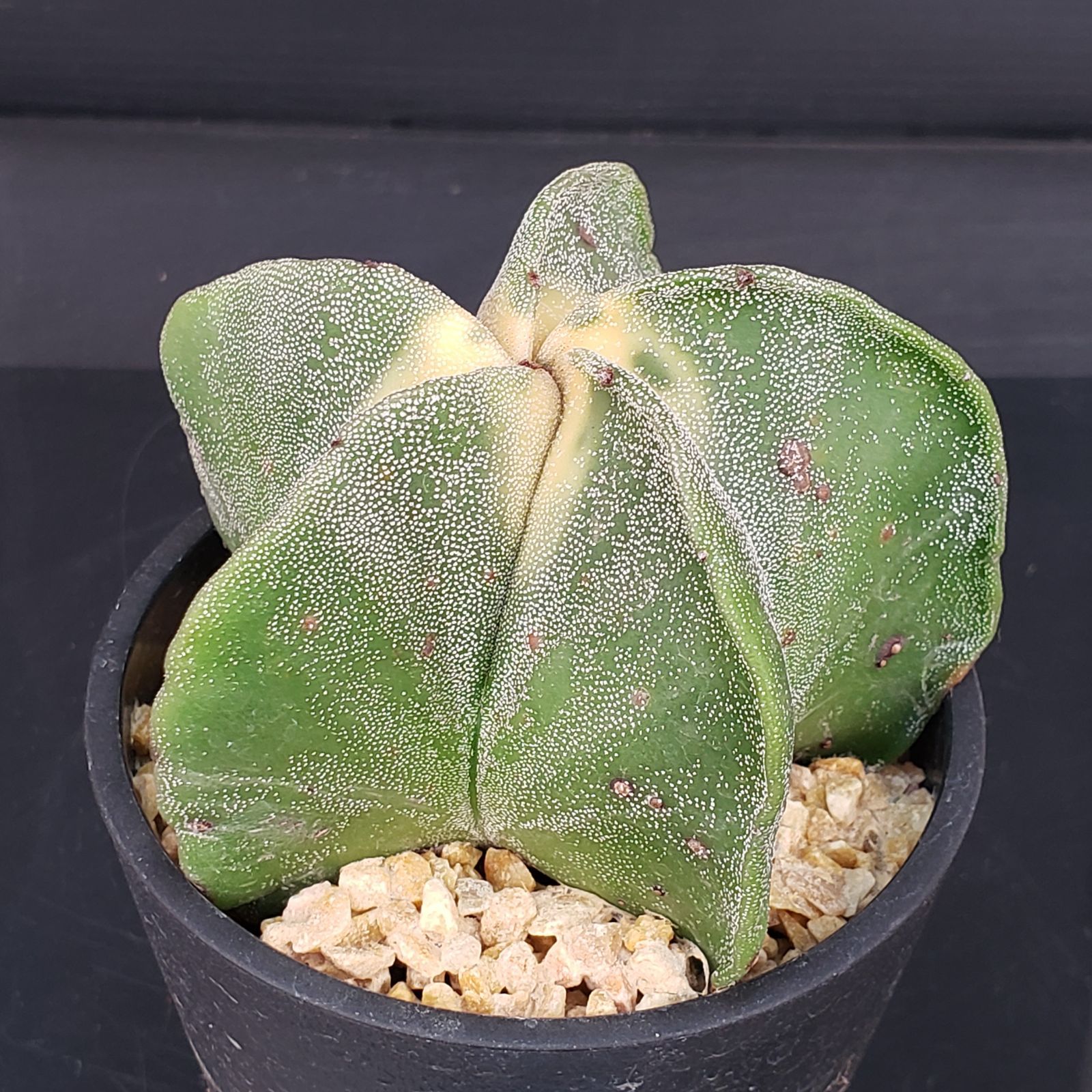 T021【シン入荷！】アストロフィツム ランポー玉 斑入り（鉢植え