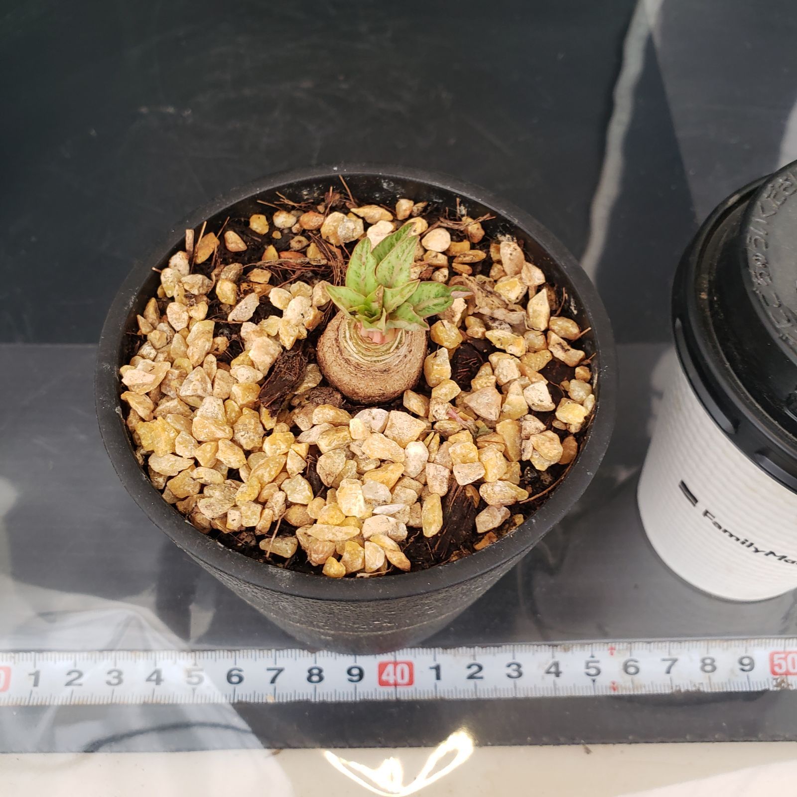 T035シン入荷！ユーフォルビア フィッシュスケール（鉢植え