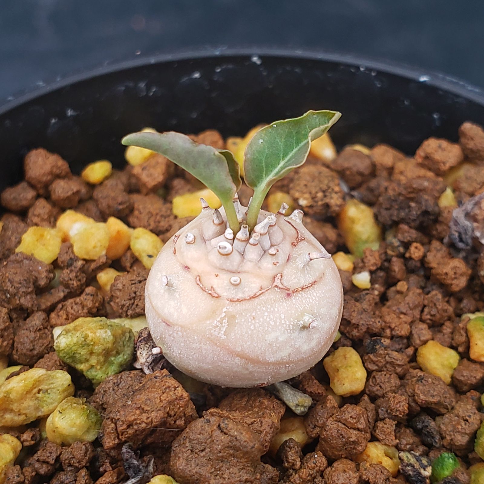 T071【自社養生株】ユーフォルビア グロブリカウリス（発根株・鉢植え