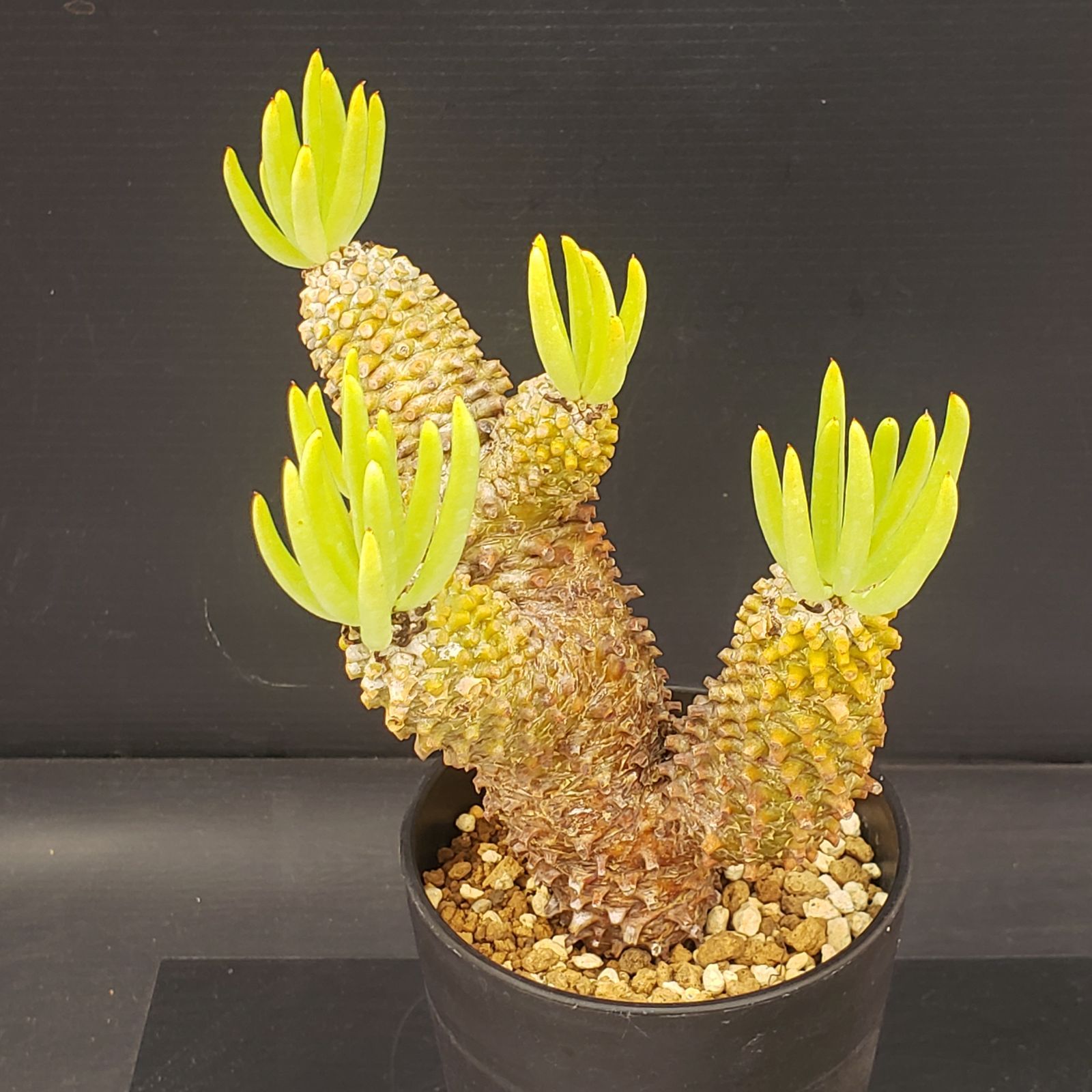 T074【自社養生株】チレコドン ワリチー（現地球・発根株・鉢植え