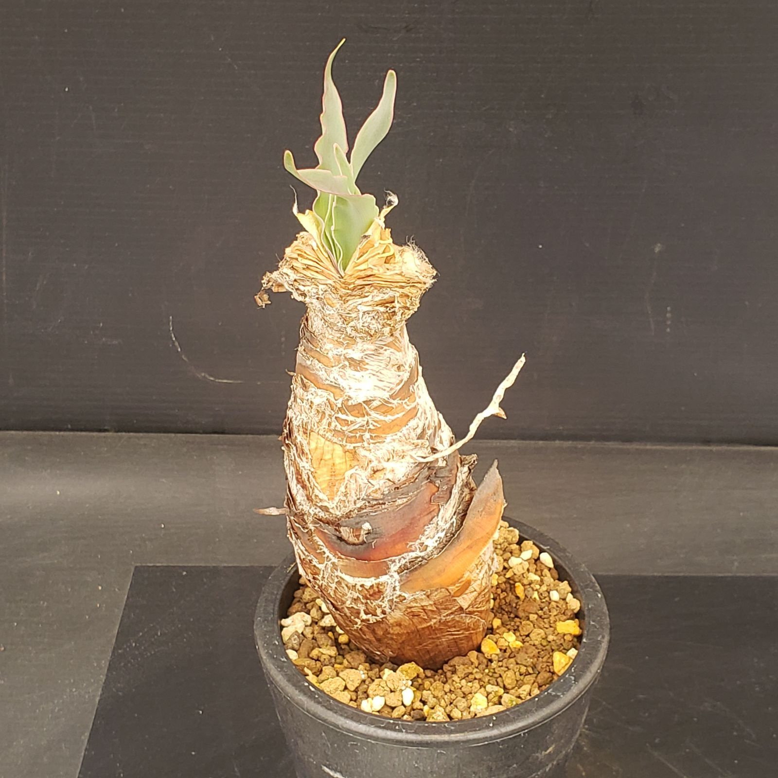 ケ2634 「球根植物」ブーファン ディスティチャ 抜き苗【最新到着