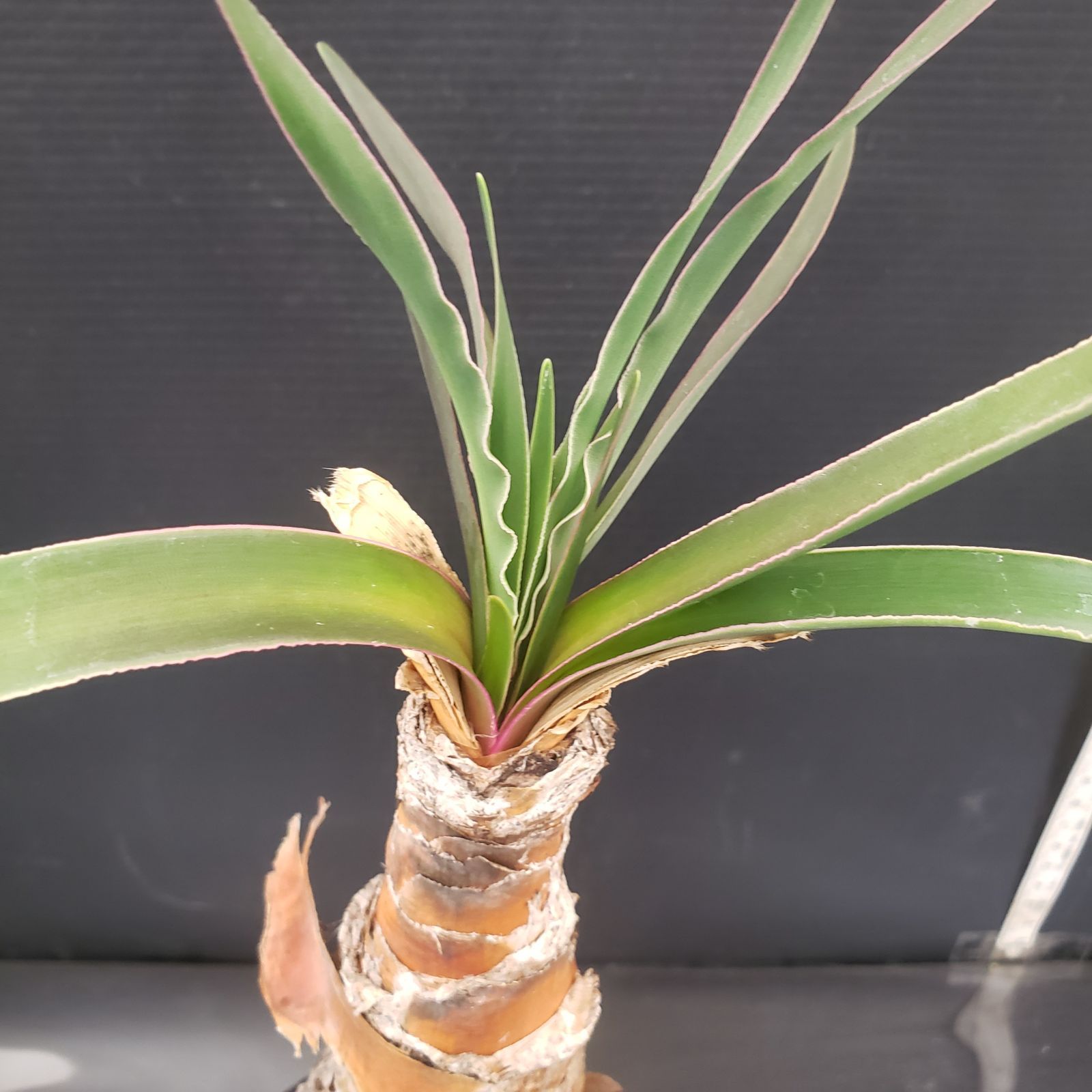 2925 「球根植物」ブーファン ディスティチャ 抜き苗【11/22最新到着