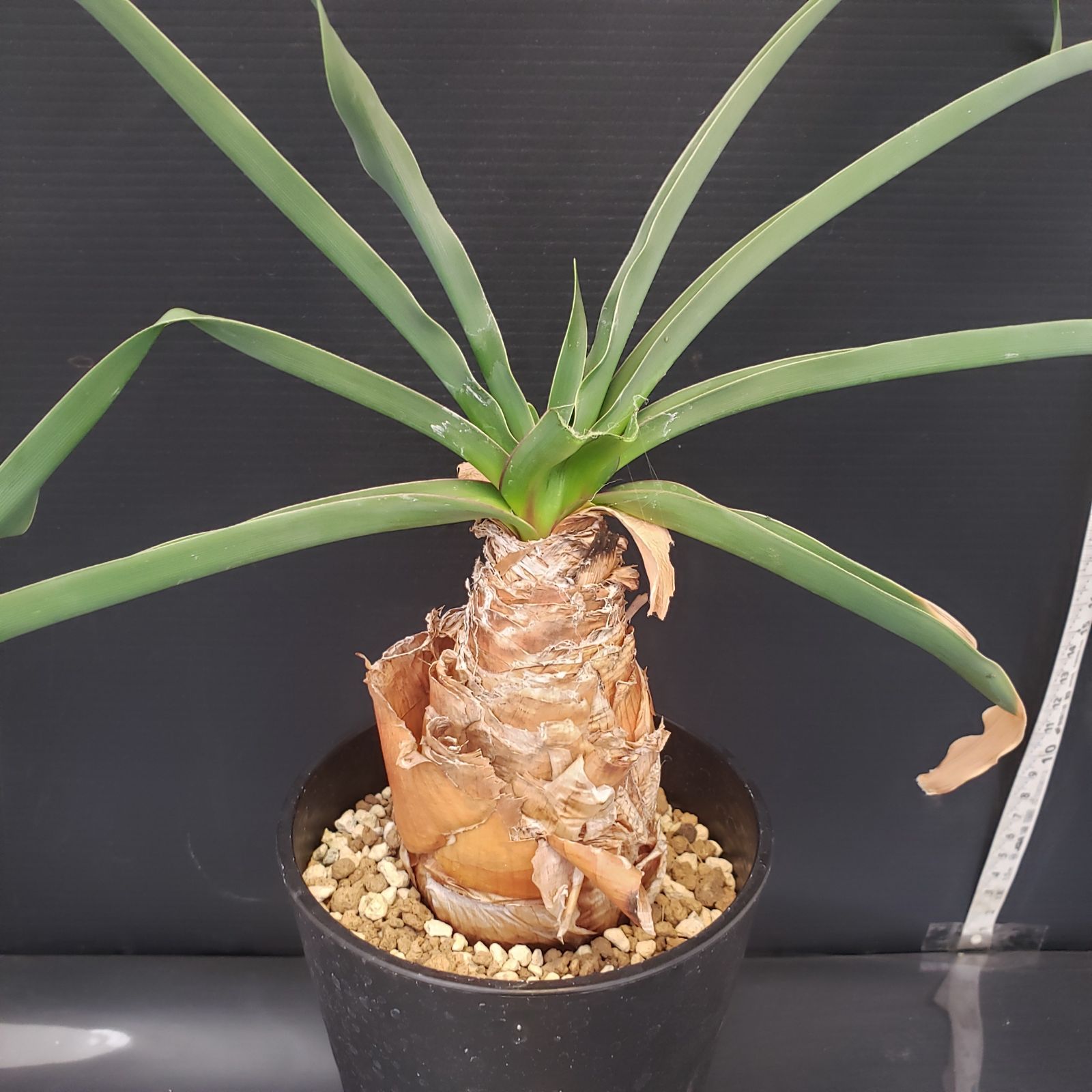 T091【自社養生株】ブーファン ディスティチャ（現地球・発根株