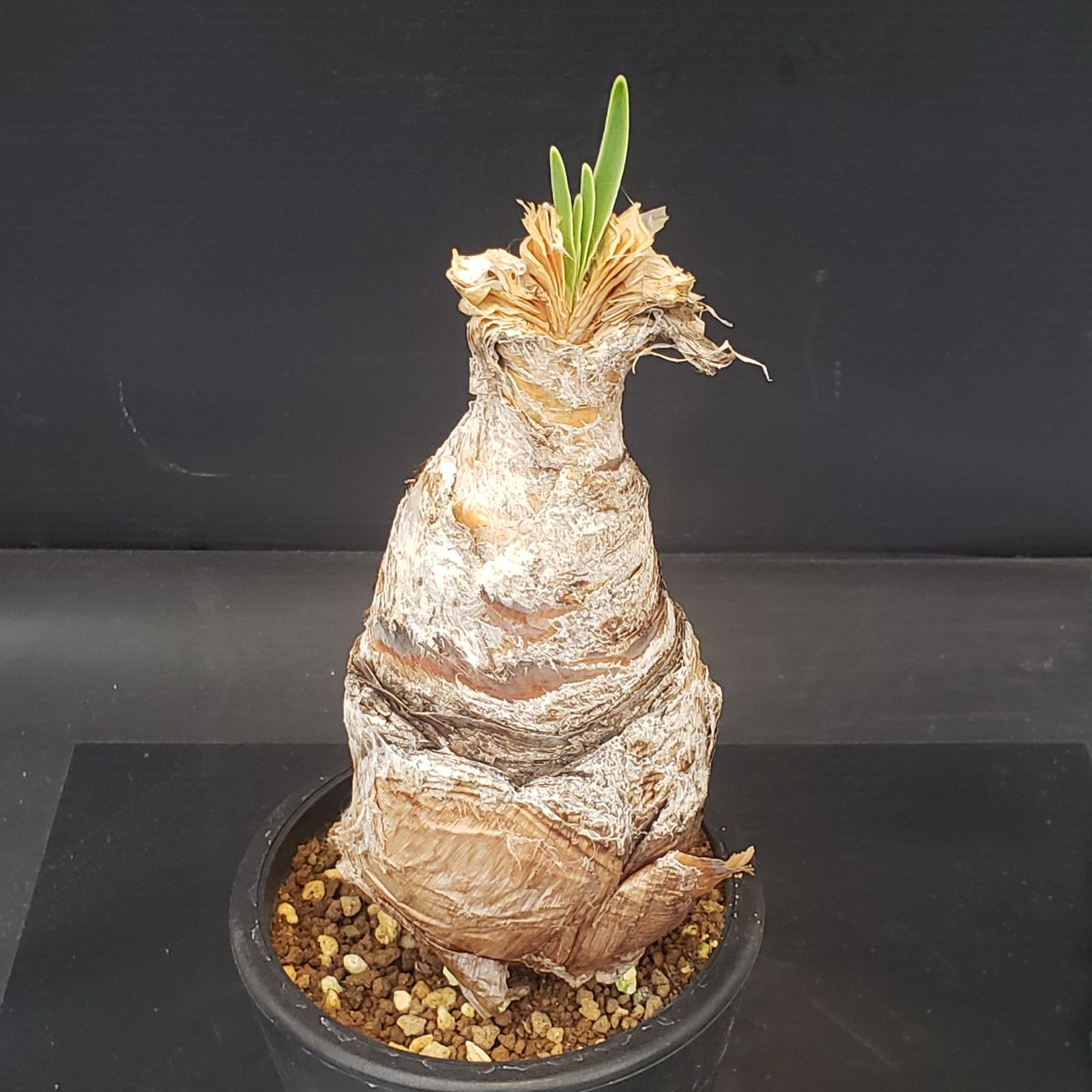 ブーファン・ディスティチャ 3061 「球根植物」ブーファン ディスティ