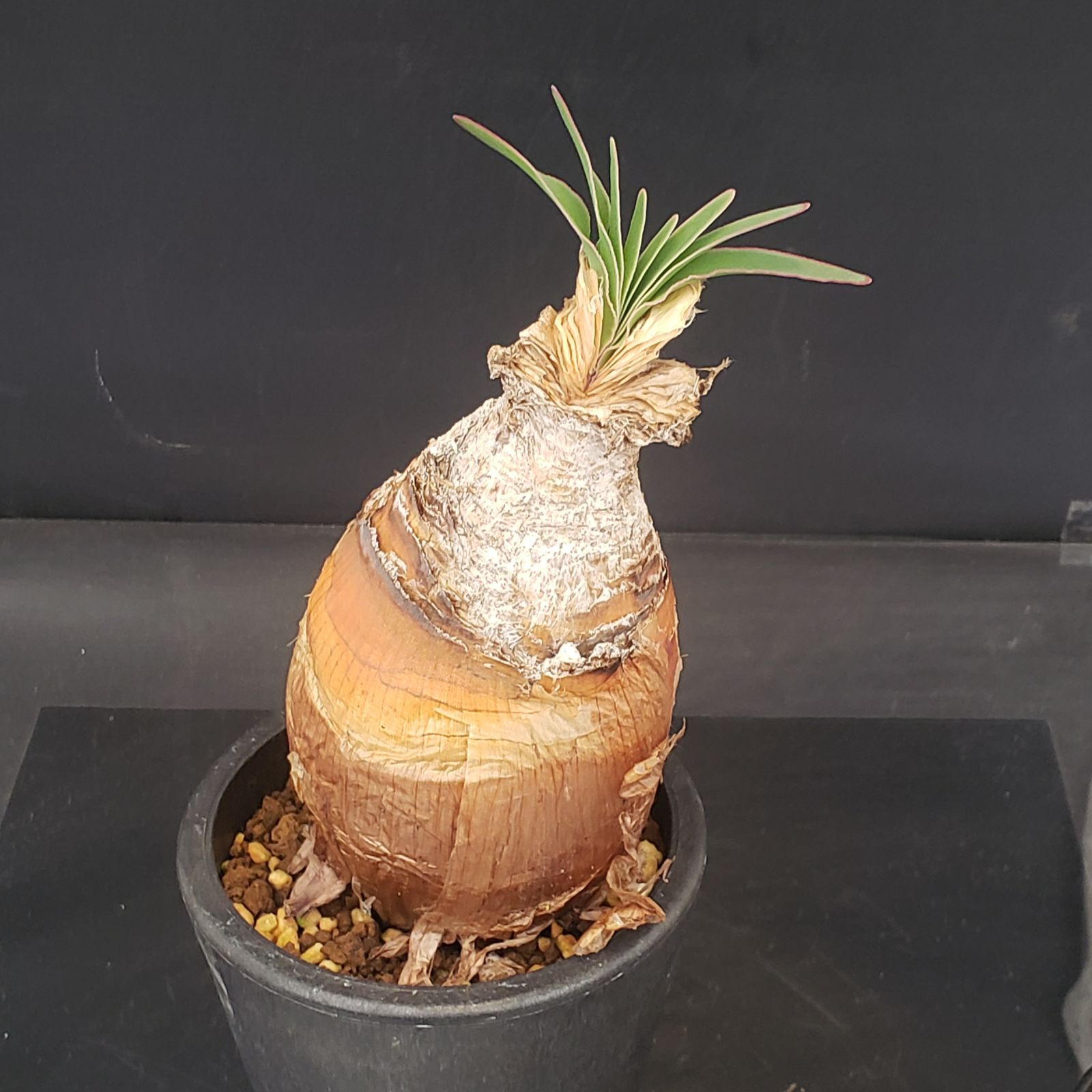 球根5種類セット 8951 「球根植物」ブーファン ディスティチャ 波打ち葉 植え【発根
