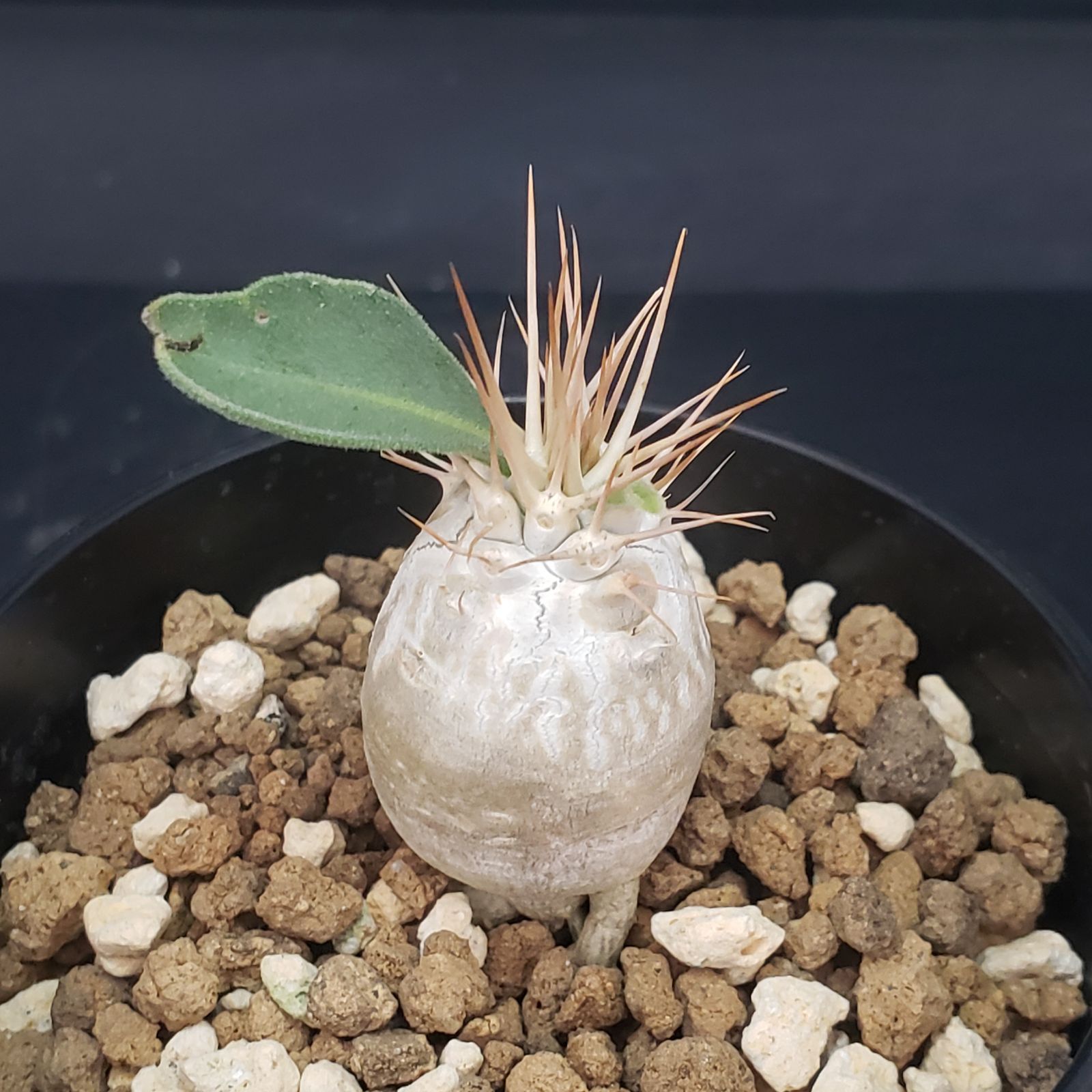 T106【自社養生株】パキポディウム ナマクアナム（実生・発根株