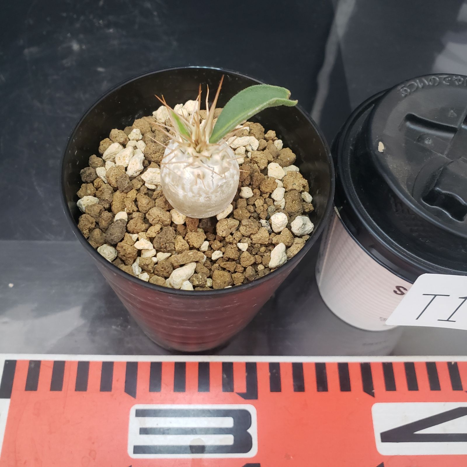 パキポディウム・ナマクアナム 9721 「塊根植物」パキポディウム