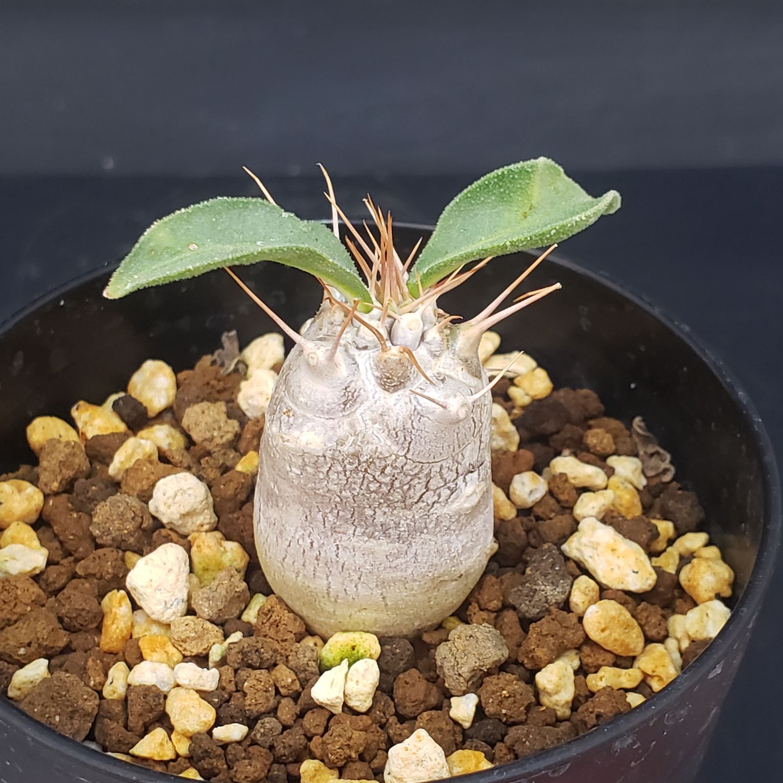 T107【自社養生株】パキポディウム ナマクアナム（実生・発根株