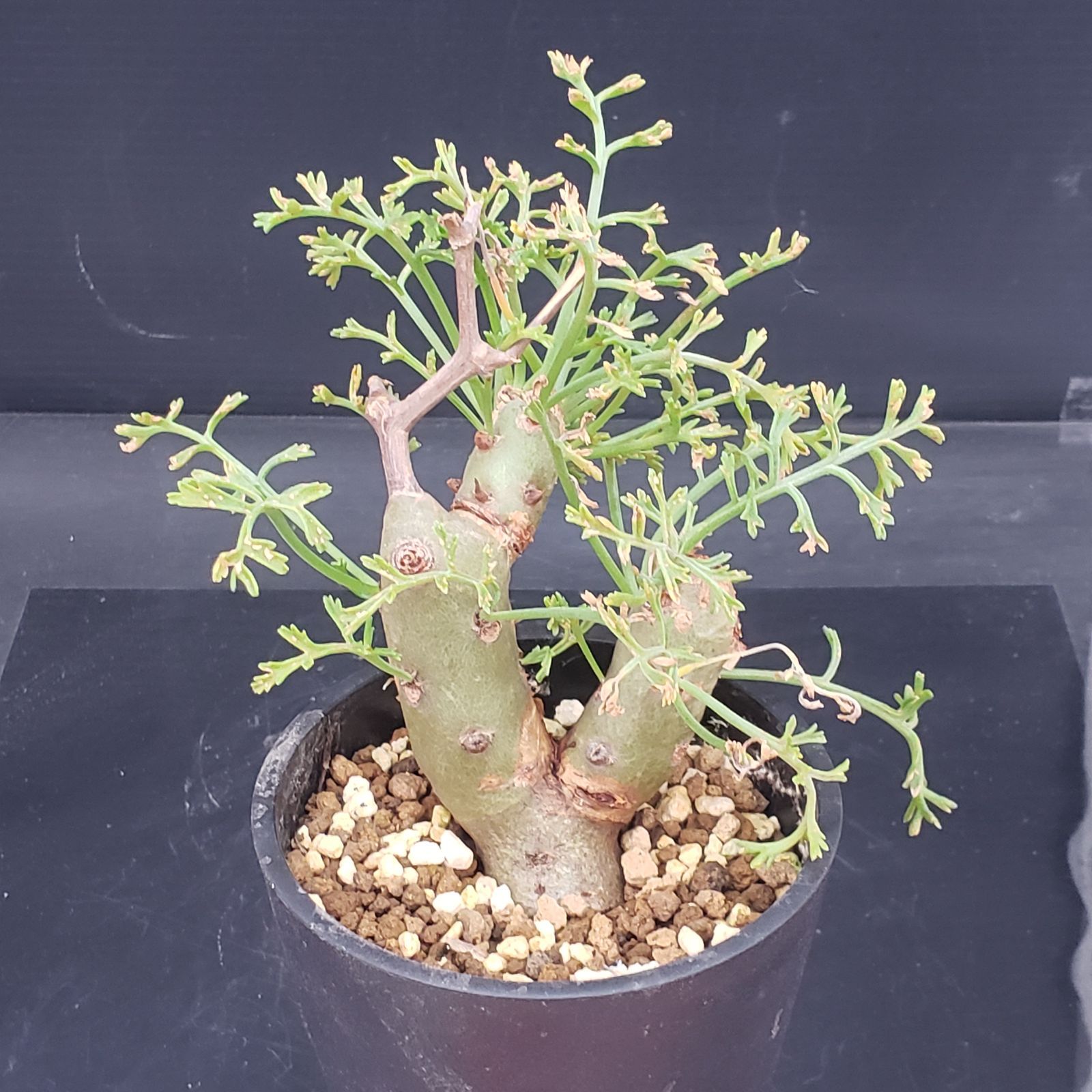 T108【自社養生株】ペラルゴニュウム クリズミフォリュウム（挿し枝