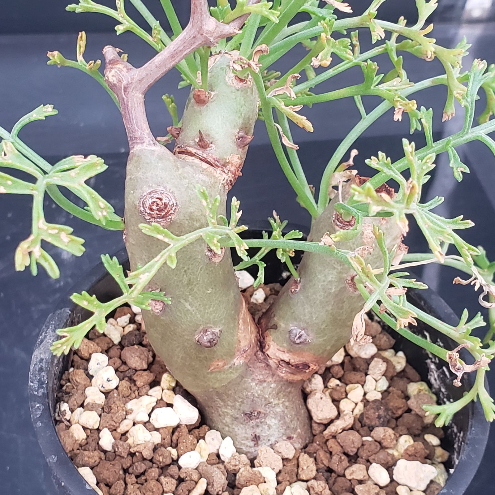 T108【自社養生株】ペラルゴニュウム クリズミフォリュウム（挿し枝