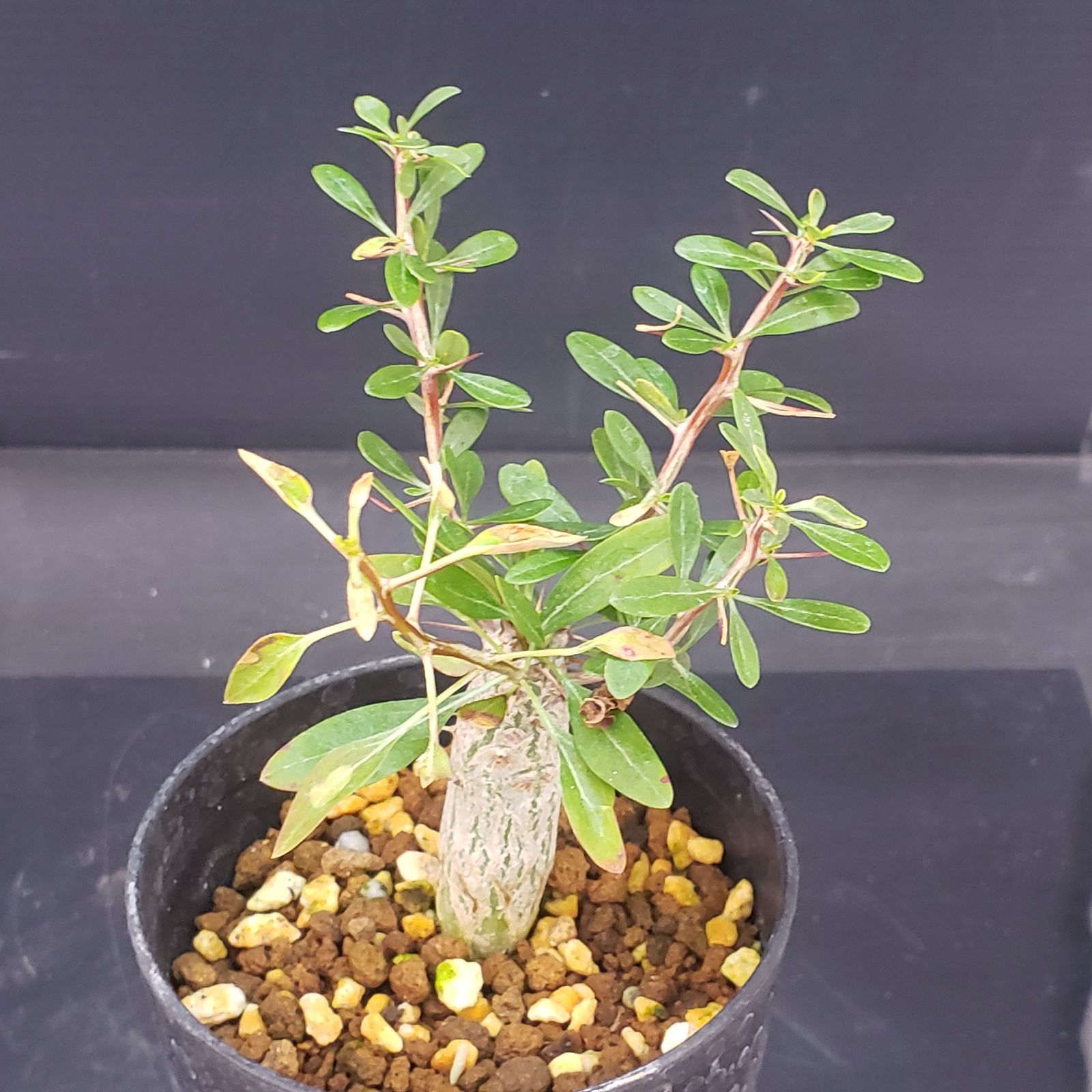 T111【自社養生株】フォークイエリア コルムナリス（実生・発根株