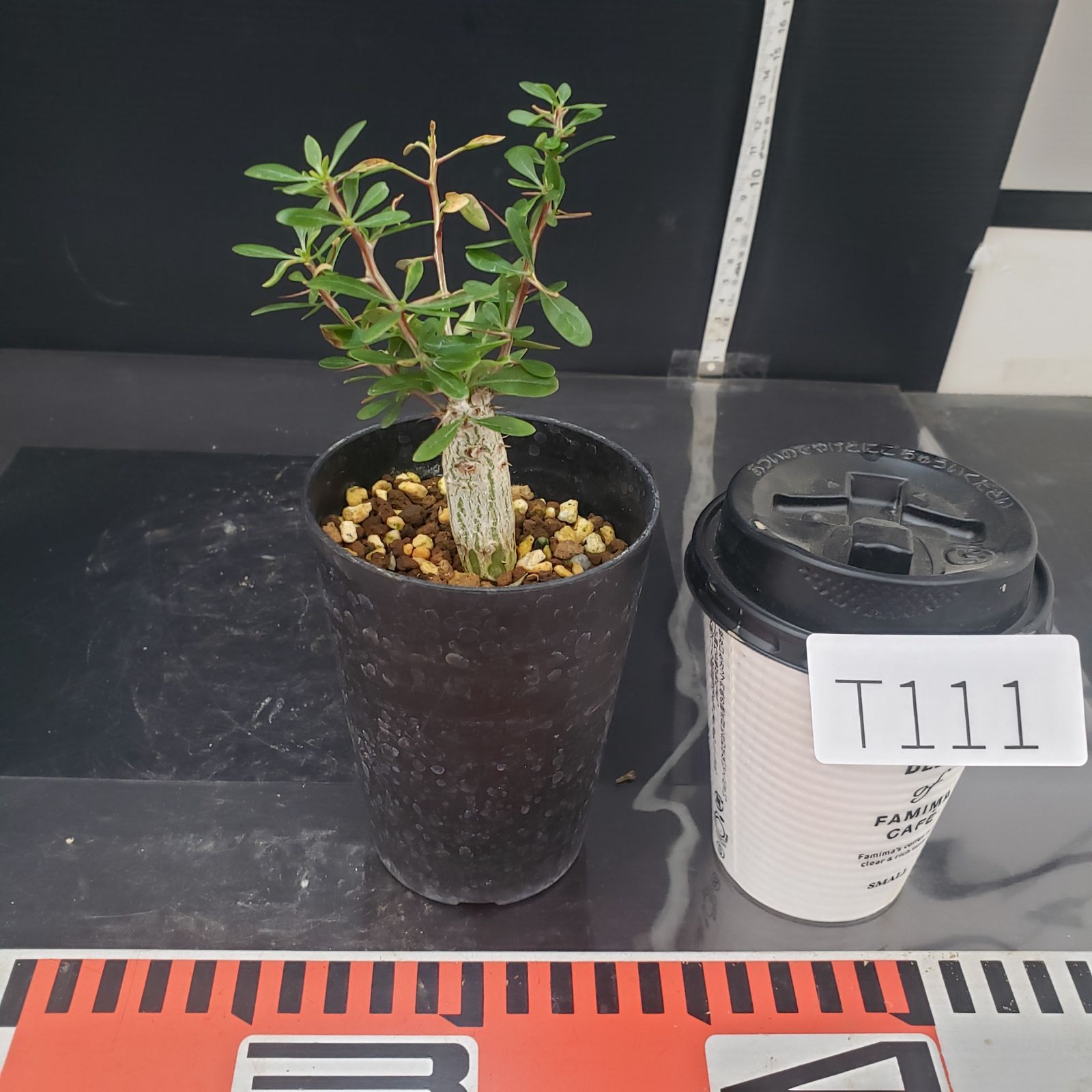 2804 「実生」フォークイエリア コルムナリス 植え【発根・多肉植物