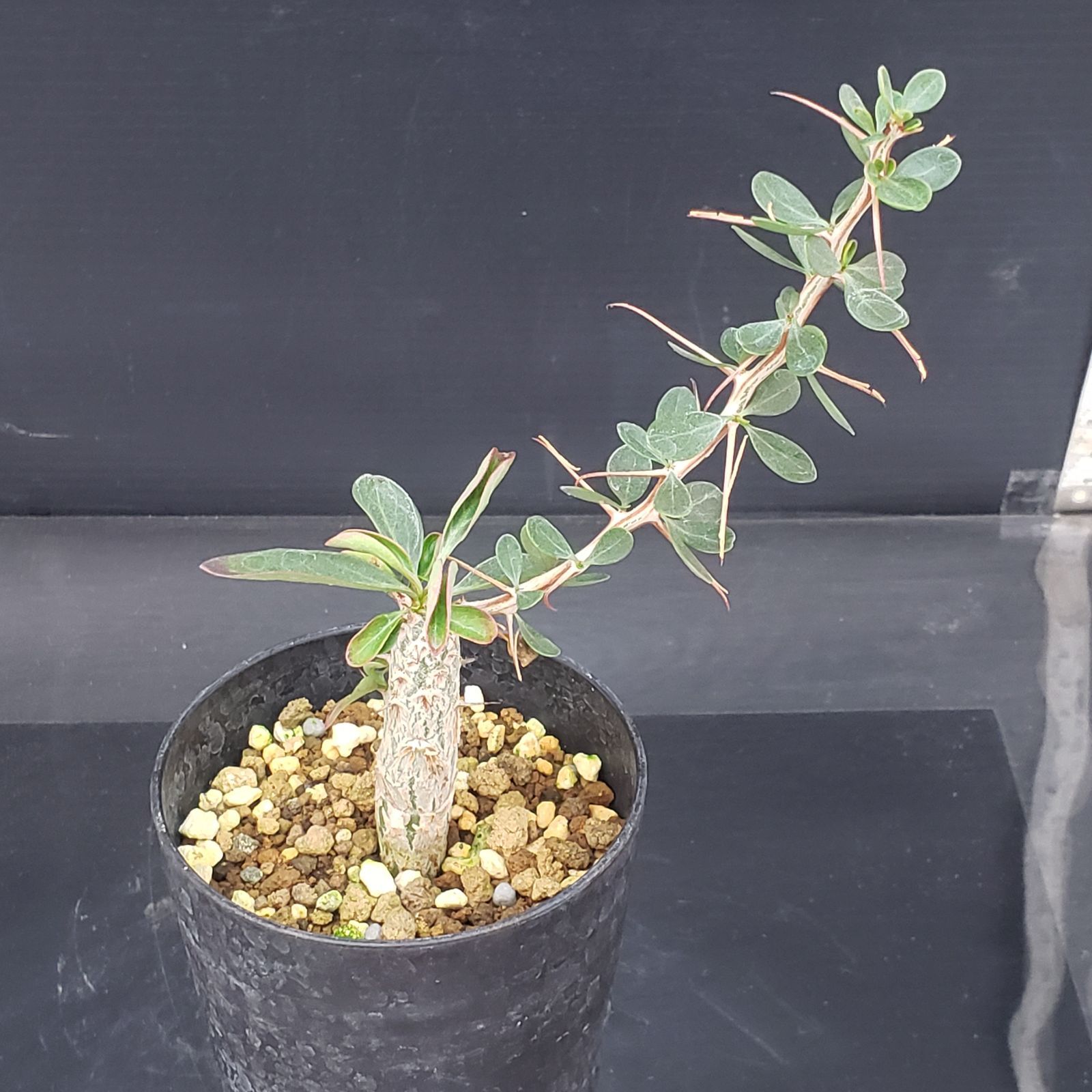 種子] フォークイエリア コルムナリス 観峰玉 Fouquieria columnaris