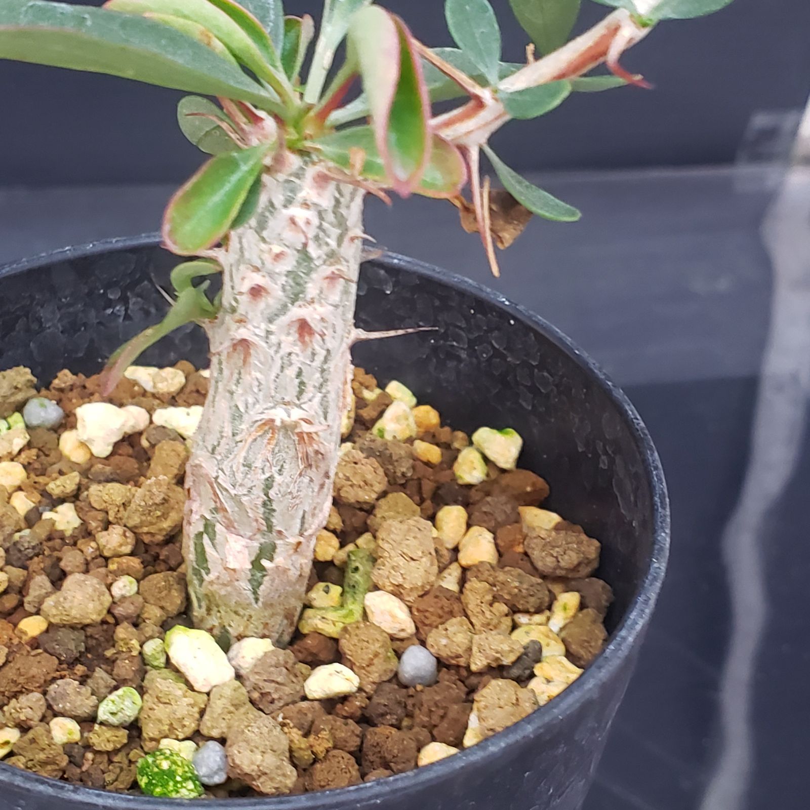 2804 「実生」フォークイエリア コルムナリス 植え【発根・多肉植物