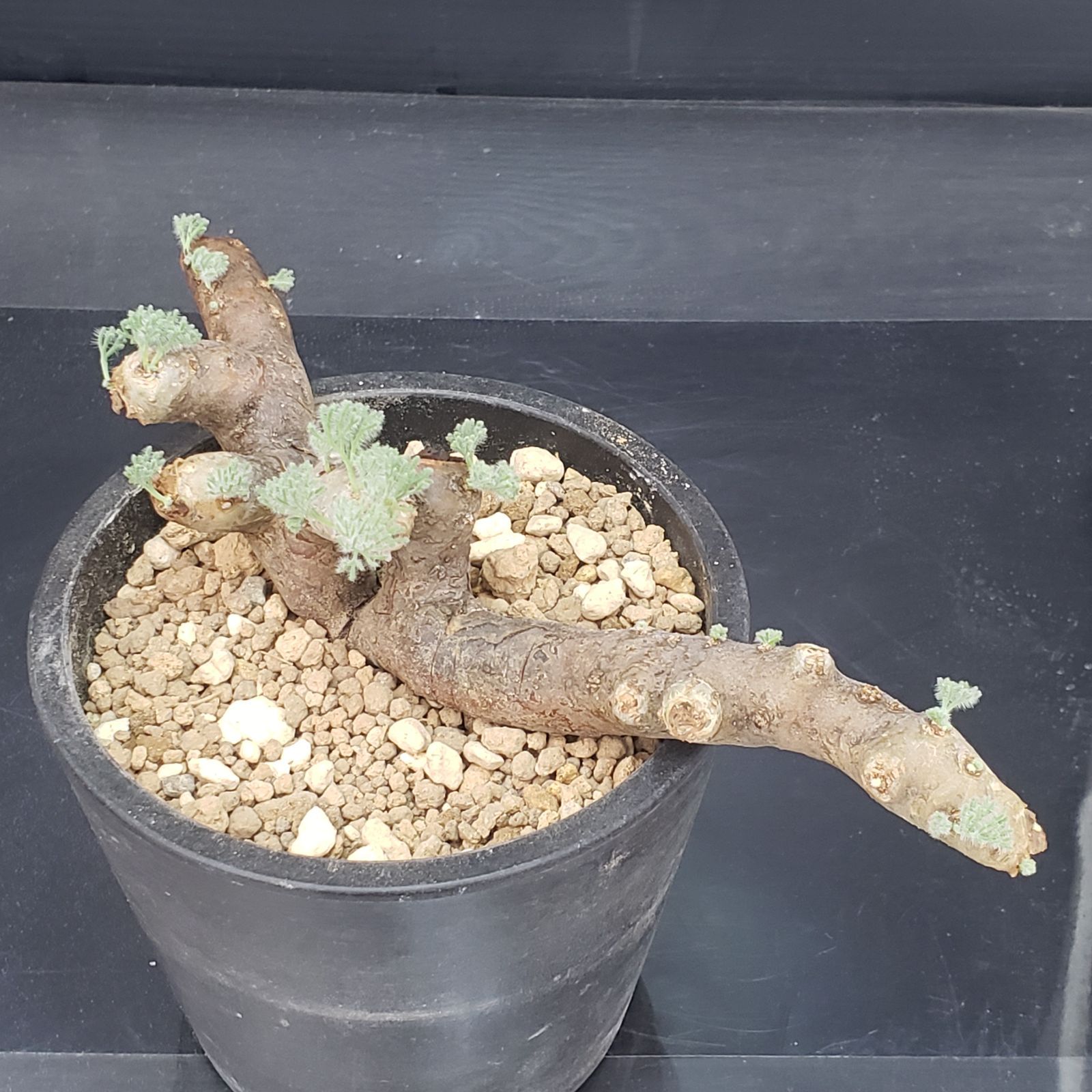 2061 「塊根植物」モンソニア ムルチフィダ 植え【発根未確認・発芽中