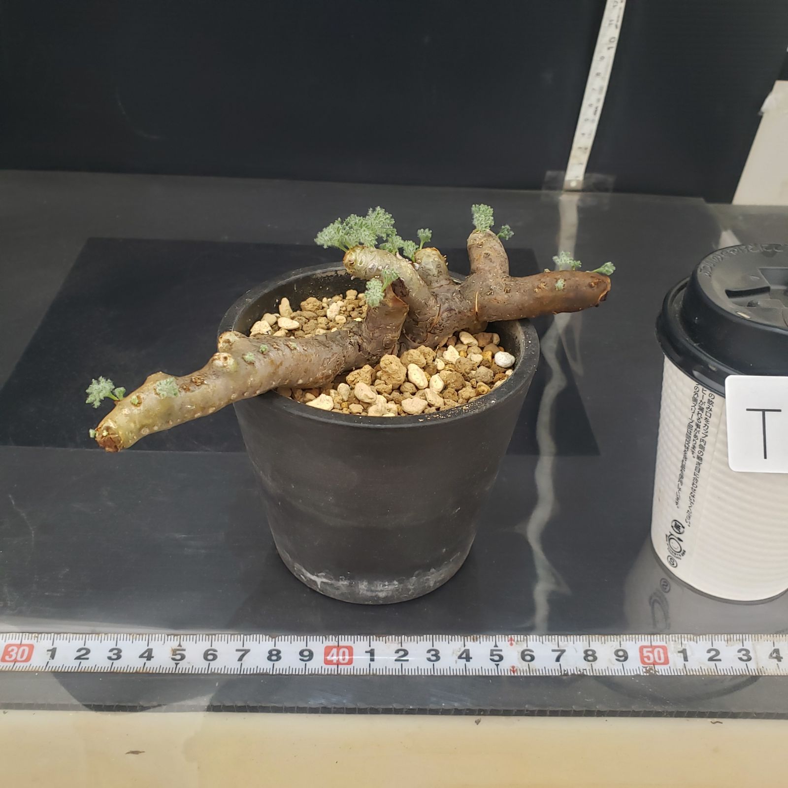 T117【自社養生株】モンソニア ムルチフィダ（現地球・発根株・鉢植え