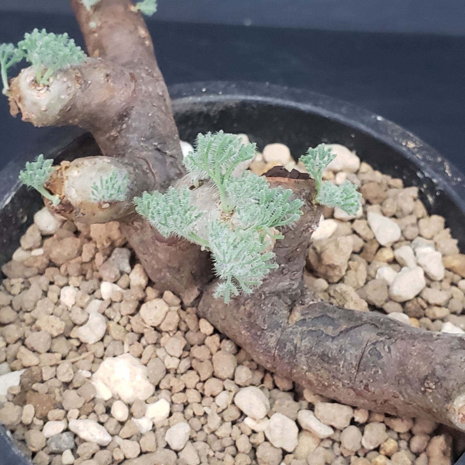 2061 「塊根植物」モンソニア ムルチフィダ 植え【発根未確認・発芽中