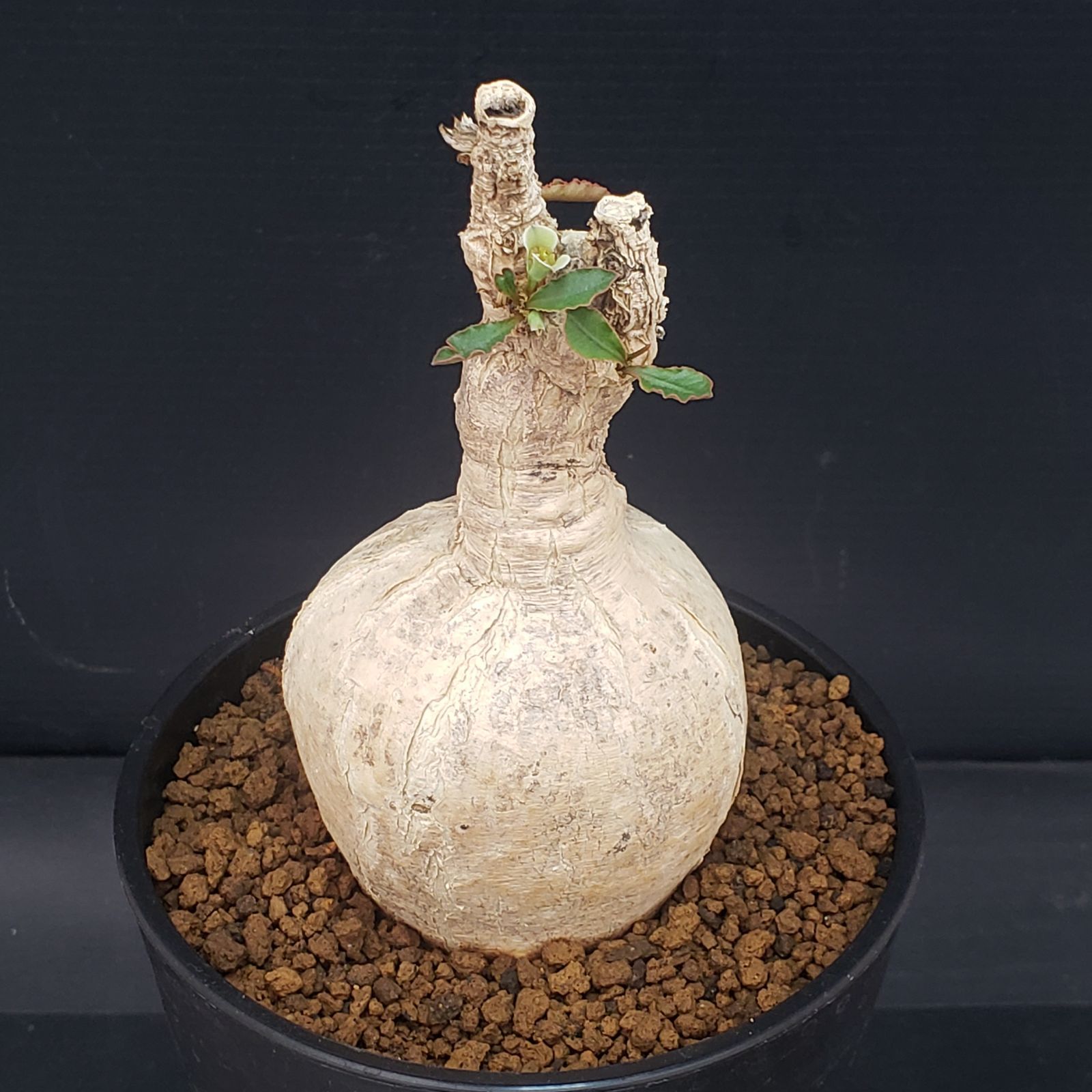 T118【自社養生株】ユーフォルビア スパポダ（現地球・発根株・鉢植え