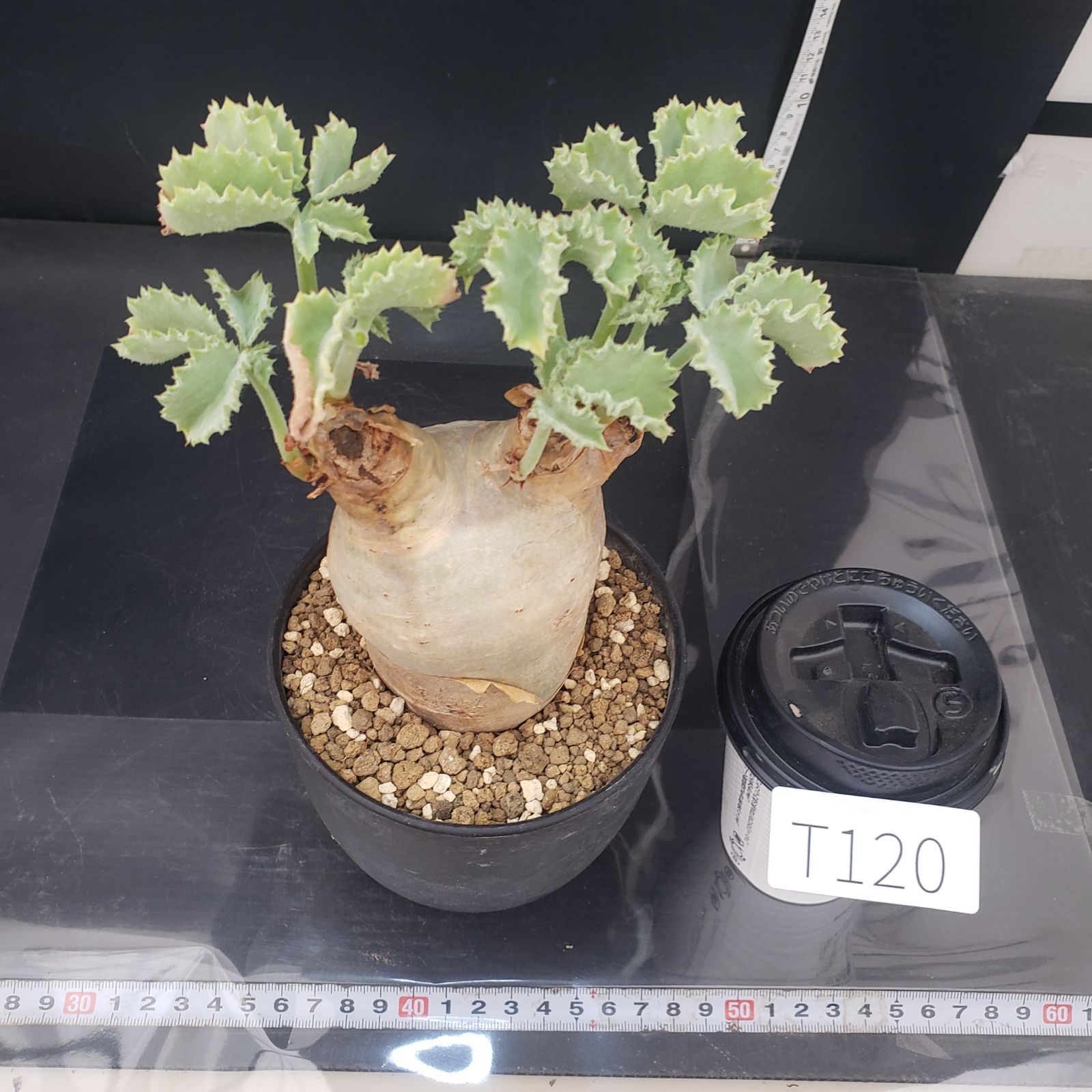 T120【自社養生株】キフォステンマ マクロプス（現地球・発根株