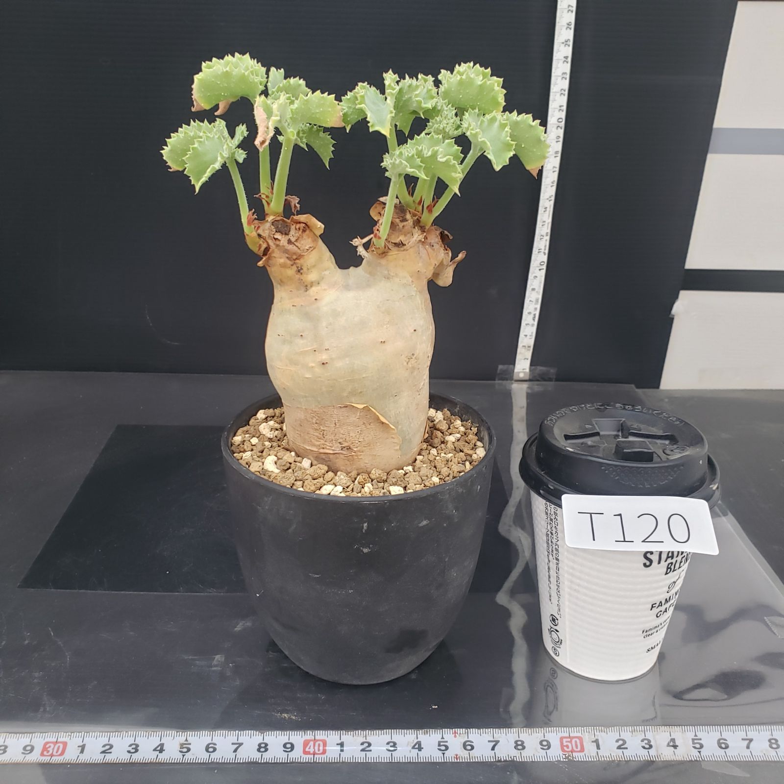 T120【自社養生株】キフォステンマ マクロプス（現地球・発根株