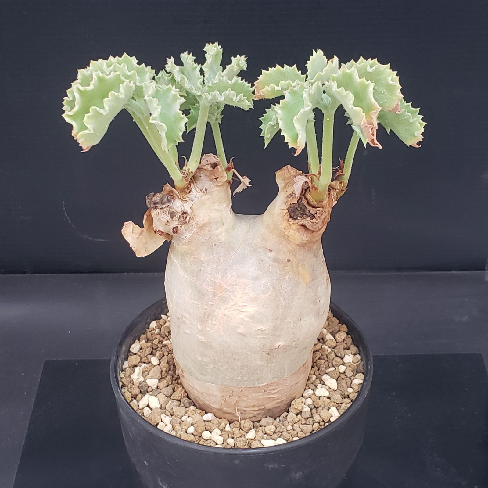 T120【自社養生株】キフォステンマ マクロプス（現地球・発根株