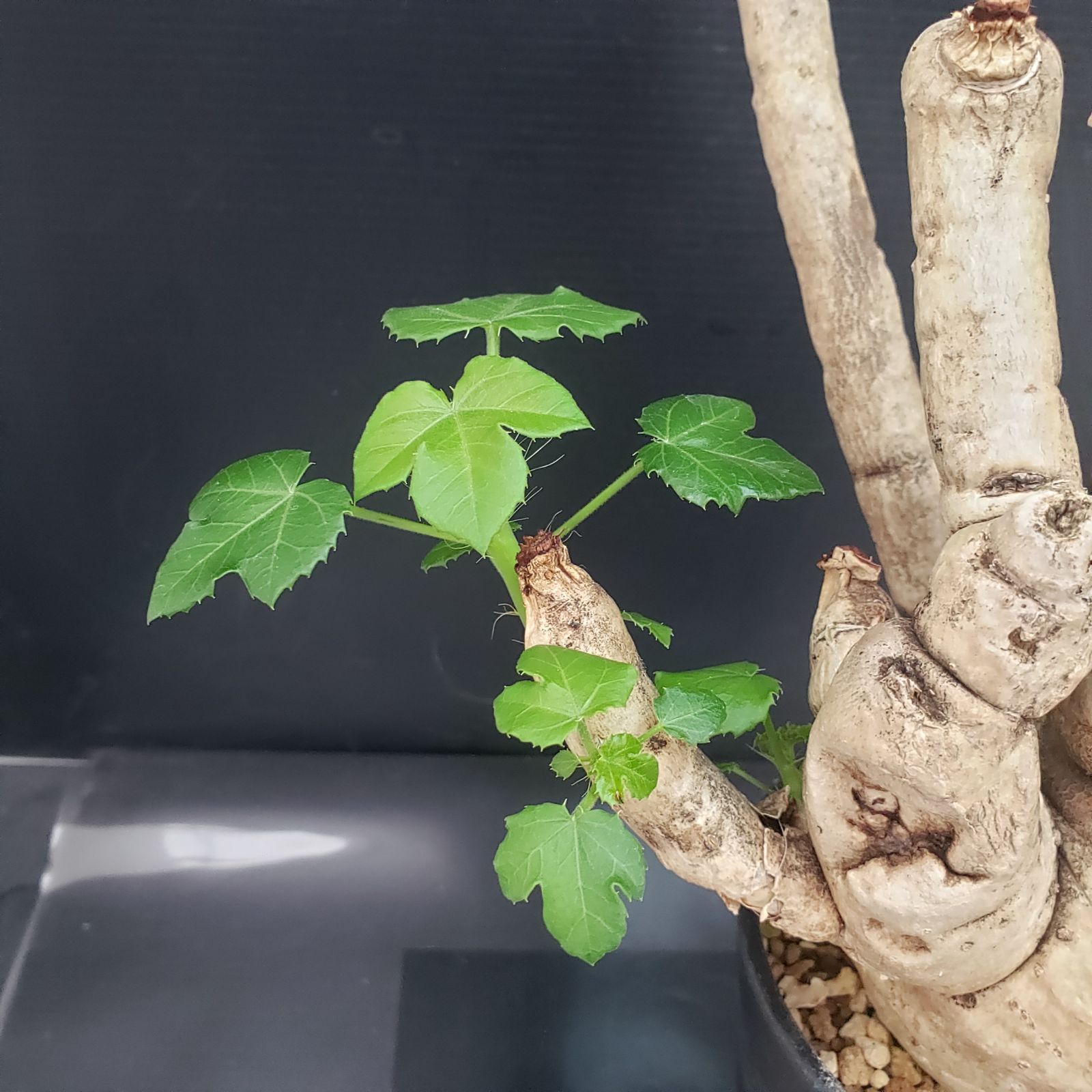isla 6642 「塊根植物」 ヤトロファ スピカータ 植え【発根未確認 