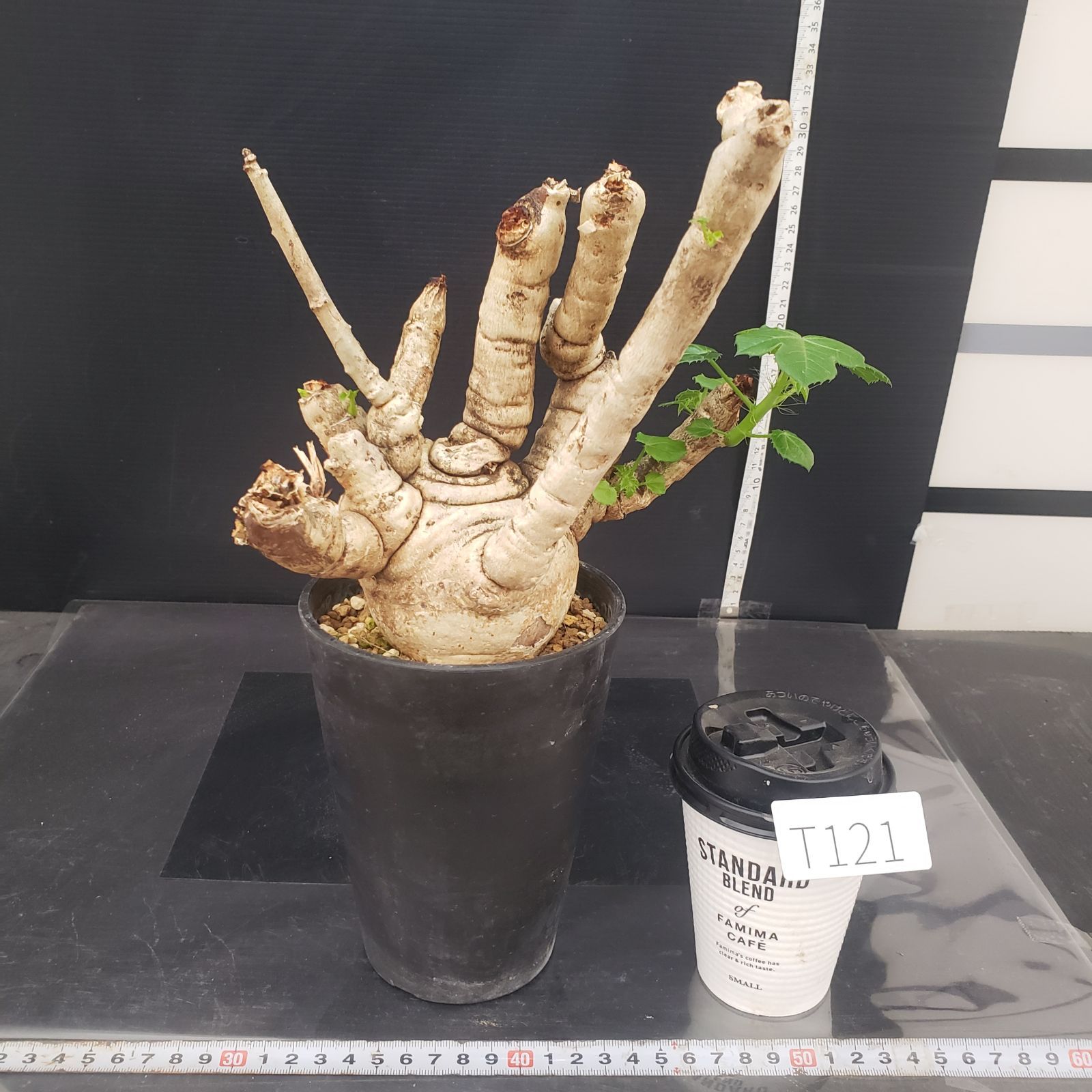 6642 「塊根植物」 ヤトロファ スピカータ 植え【発根未確認・Jatropha 