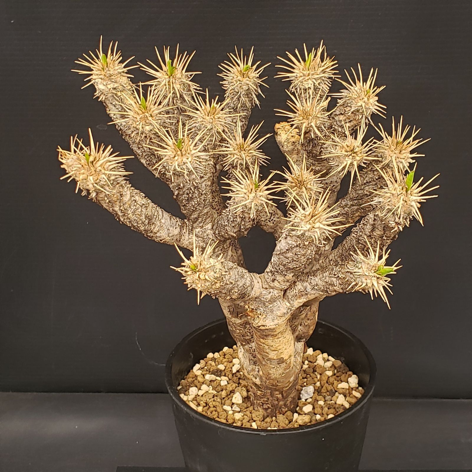 T124【自社養生株】ユーフォルビア ギラウミニアナ（現地球・発根株