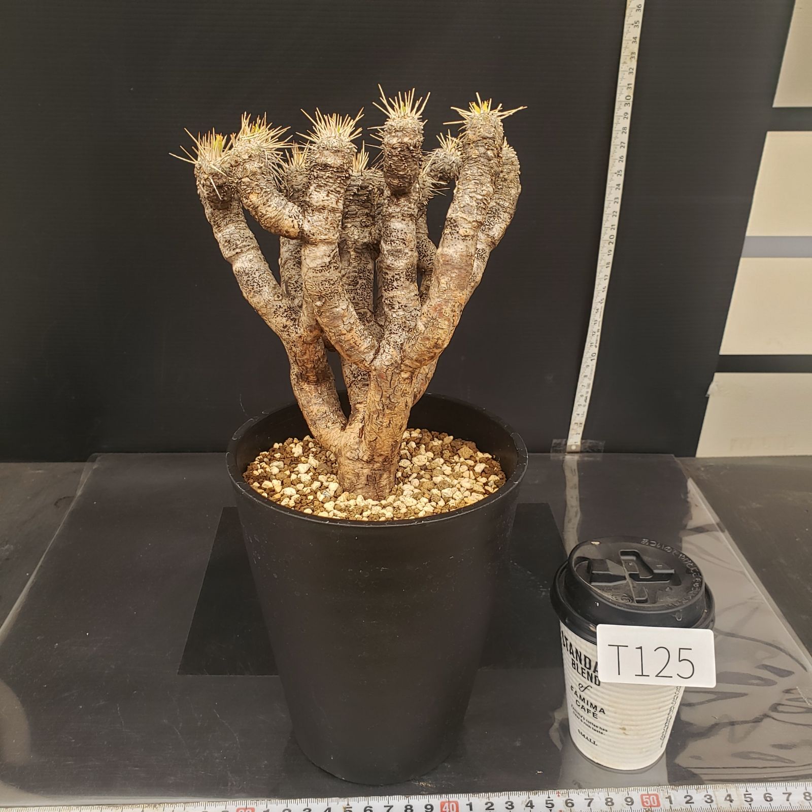 T125【自社養生株】ユーフォルビア ギラウミニアナ（現地球・発根株