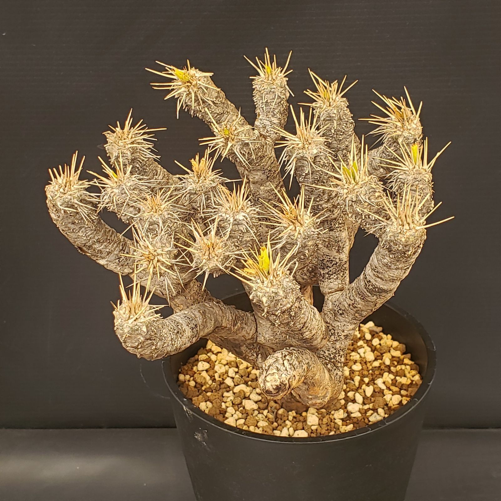 T125【自社養生株】ユーフォルビア ギラウミニアナ（現地球・発根株