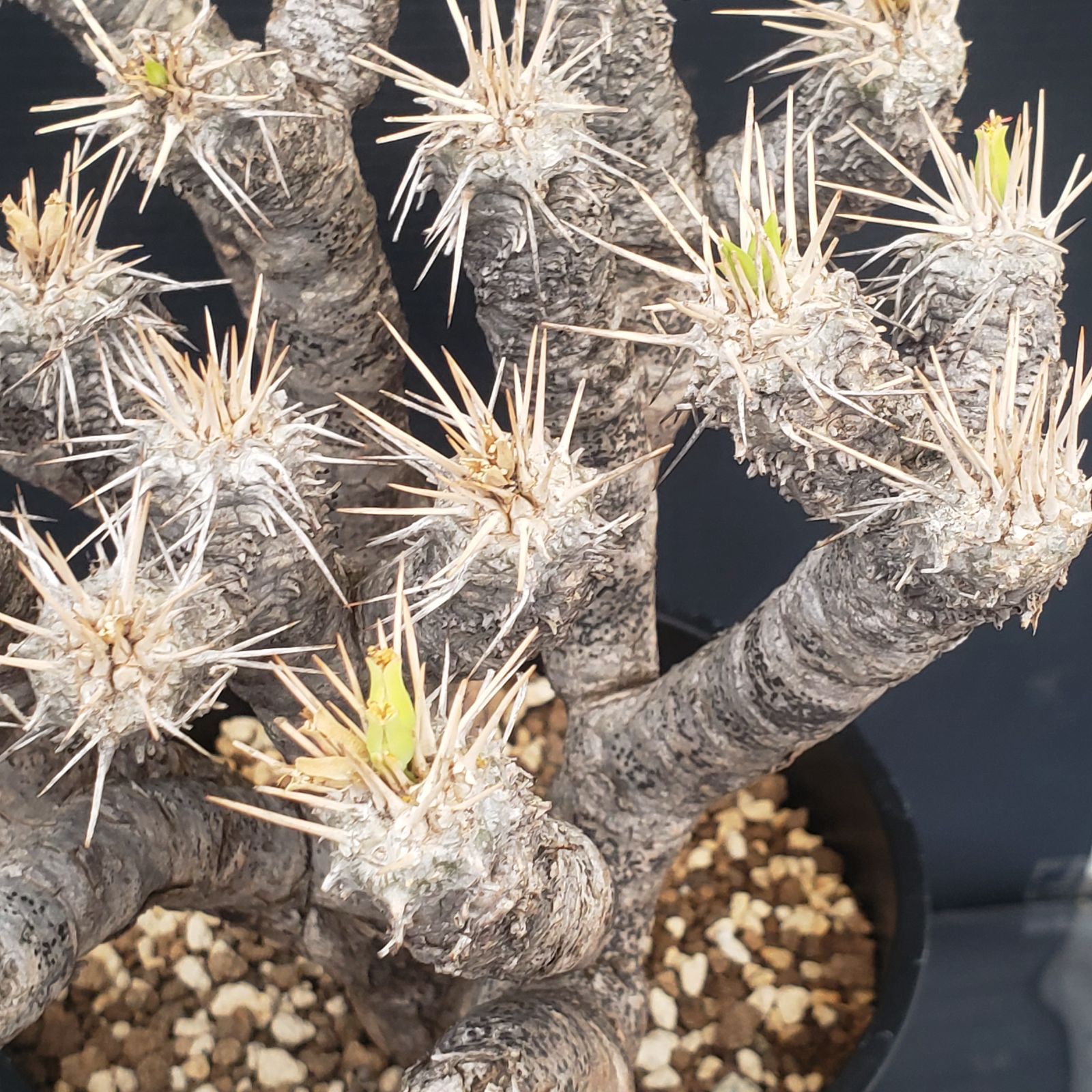 T125【自社養生株】ユーフォルビア ギラウミニアナ（現地球・発根株