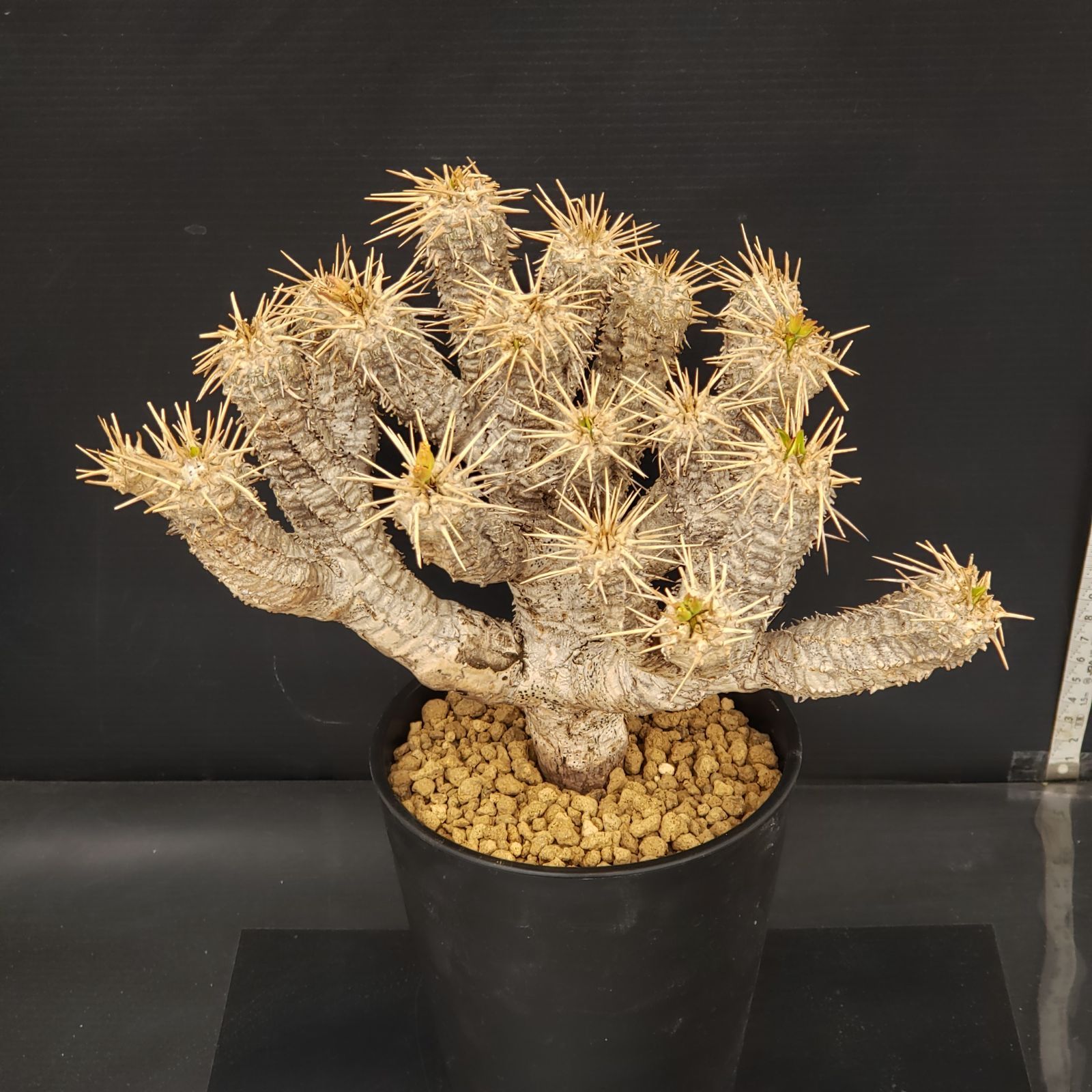 T126【自社養生株】ユーフォルビア ギラウミニアナ（現地球・発根株