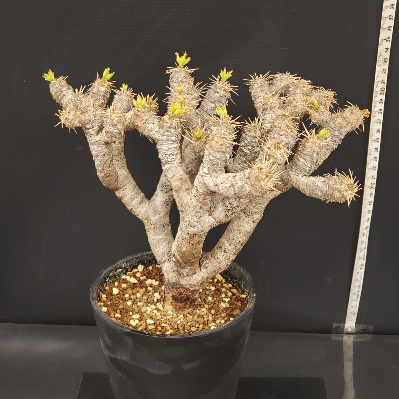 T127【自社養生株】ユーフォルビア ギラウミニアナ（現地球・発根株