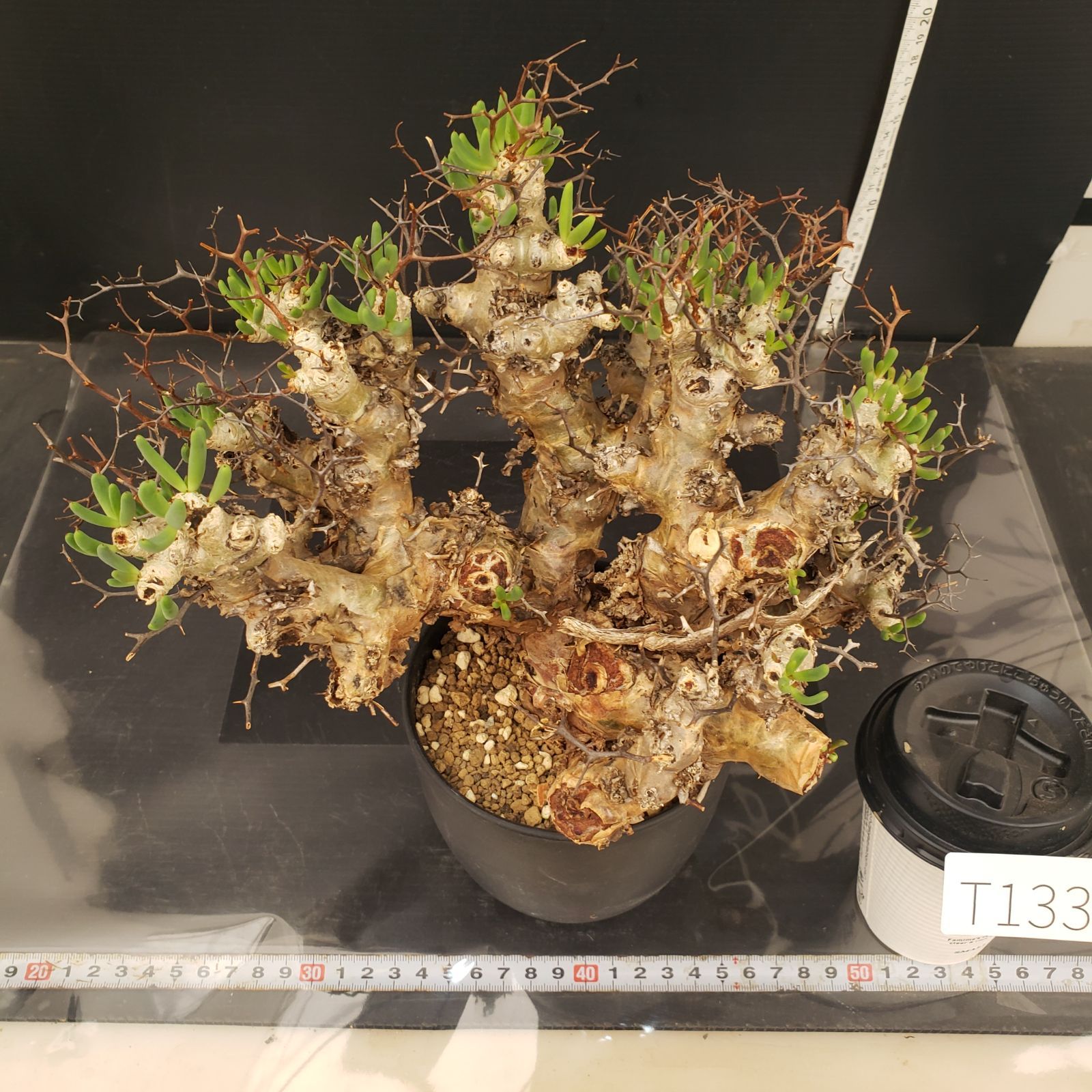 T133自社養生株チレコドン 5342 「塊根植物」チレコドン T133自社養生株チレコドン 5342 「塊根植物」チレコドン