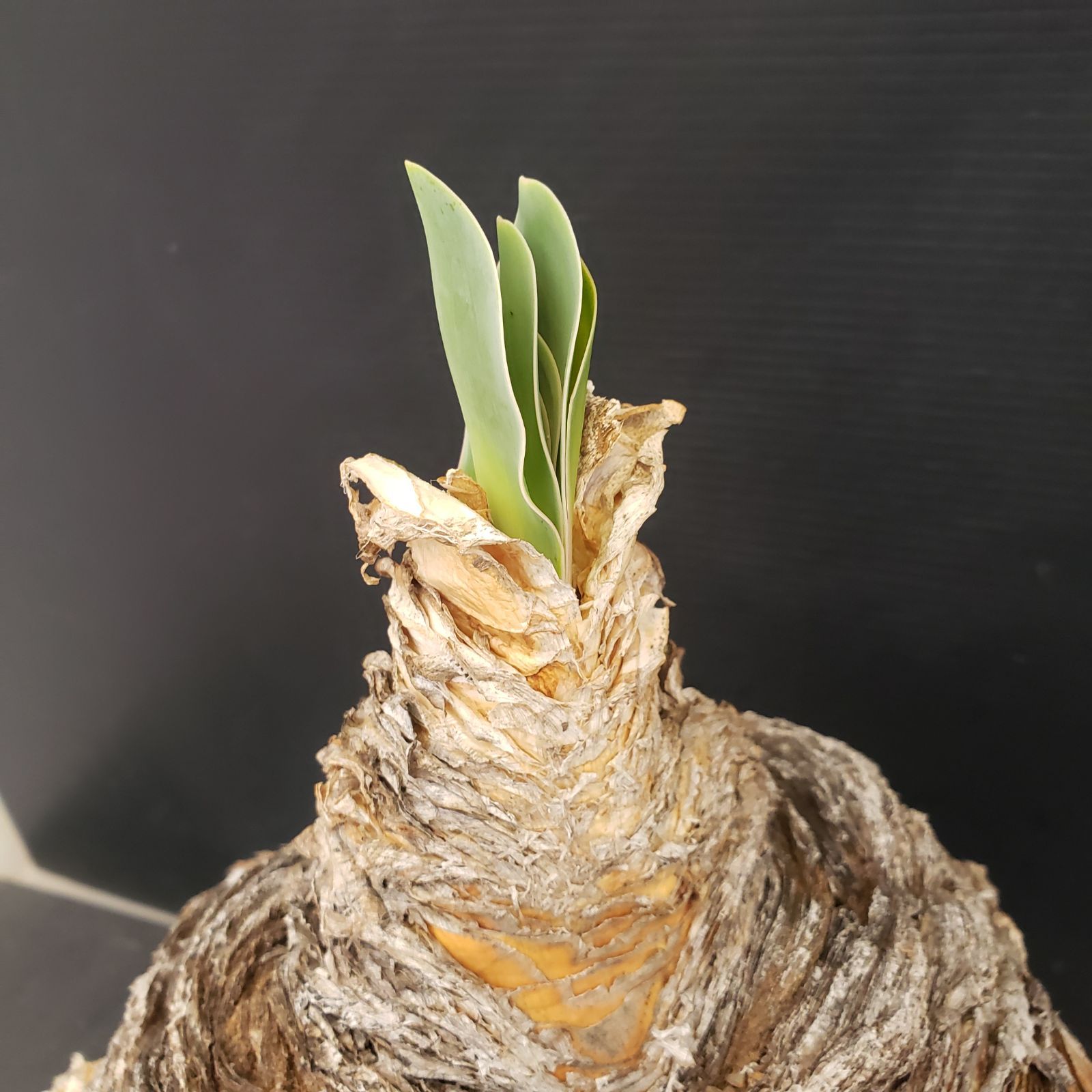 午9026 「球根植物」ブーファン ハエマンソイデス 植え【発根未確認