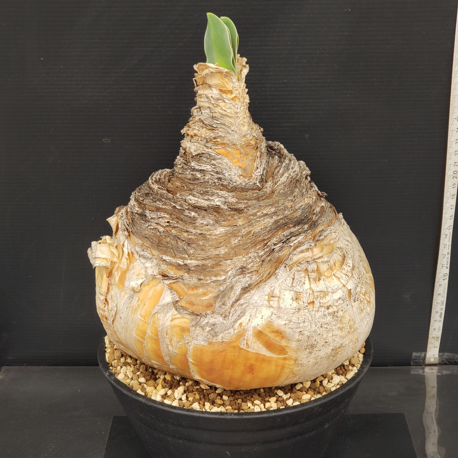 9693 「球根植物」ブーファン ハエマンソイデス 植え【発根未確認