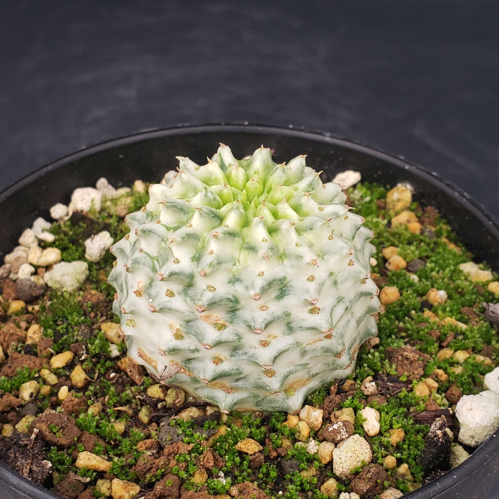 8557 「塊根植物」ユーフォルビア スバポーダ 抜き苗【1/30最新到着