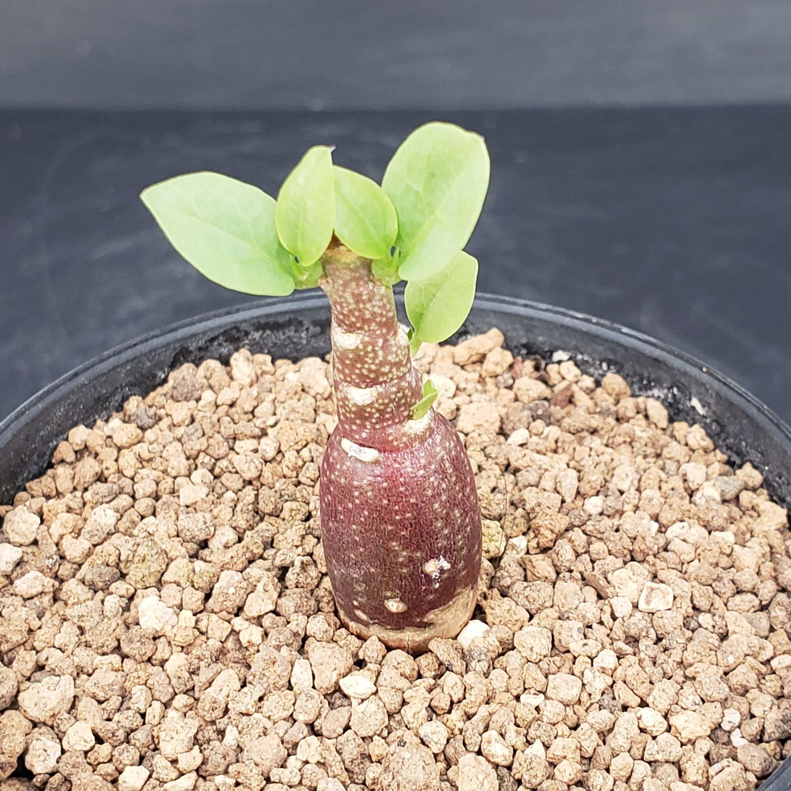 T145【自社養生株】アデニア ペチュエリー（実生・発根株・鉢植え